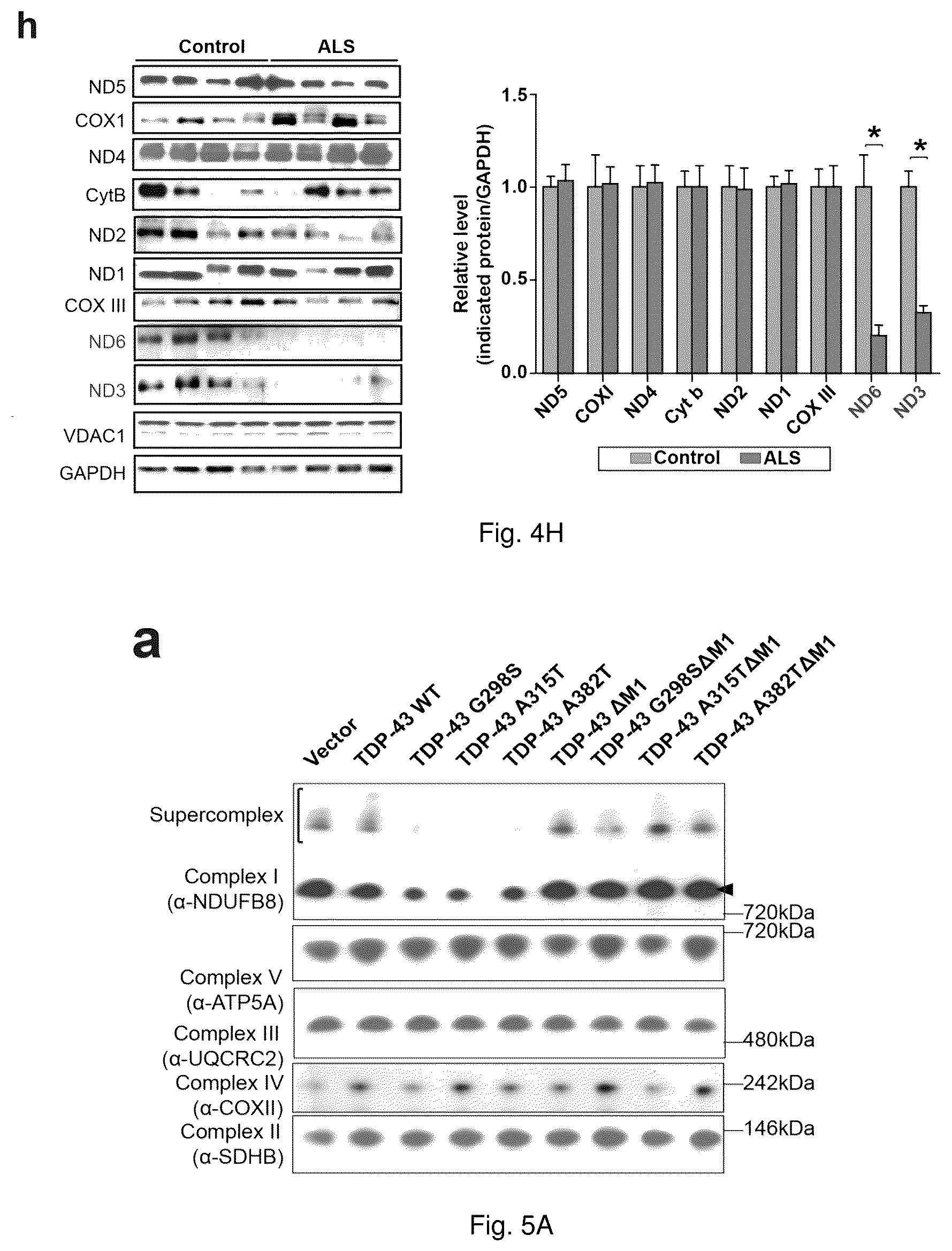 Patent US12129285 Figure 13 – TDP-43 mitochondrial localization inhibitor for the treatment of neurogenerative disease