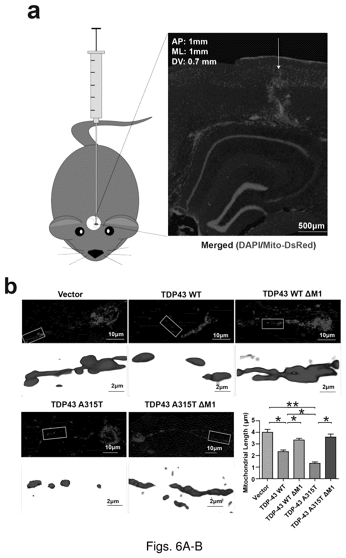 Patent US12129285 Figure 17 – TDP-43 mitochondrial localization inhibitor for the treatment of neurogenerative disease