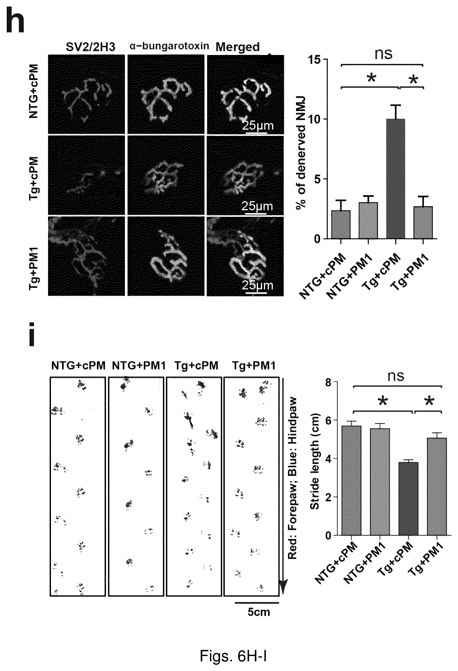 Patent US12129285 Figure 20 – TDP-43 mitochondrial localization inhibitor for the treatment of neurogenerative disease