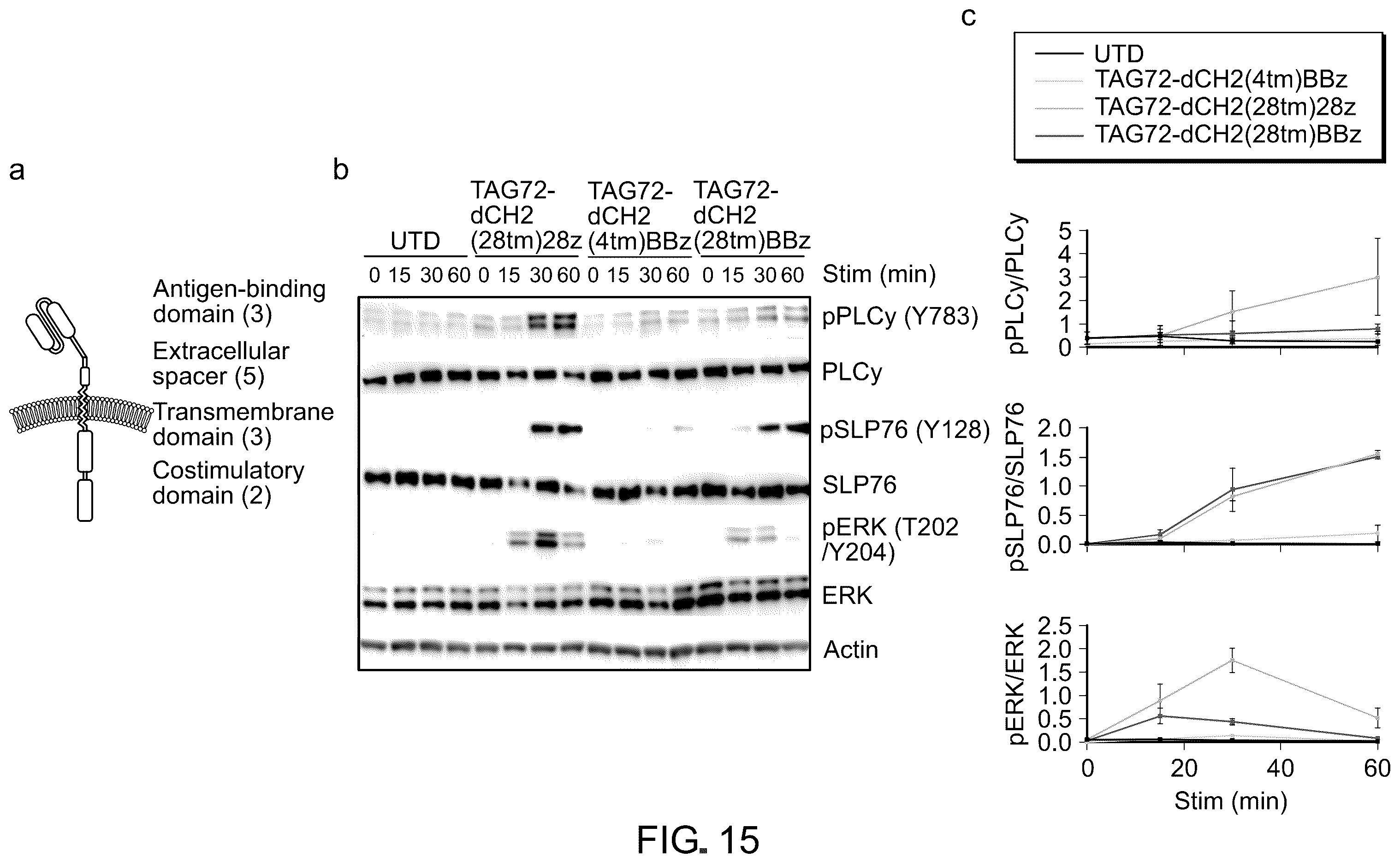 Patent US12129286 Figure 19 – Membrane-bound IL-12 for cellular immunotherapy