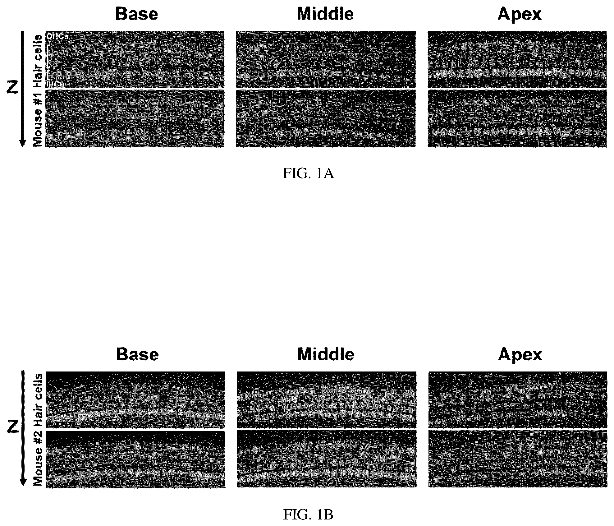 Patent US12129287 Figure 1 – Recombinant adeno associated virus encoding clarin-1 and uses thereof