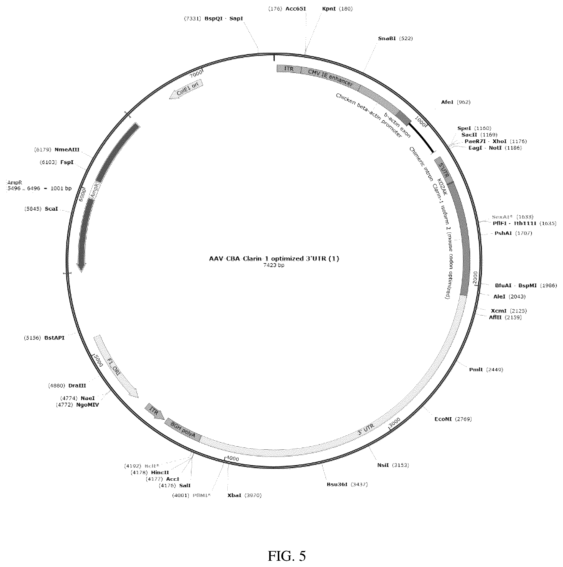 Patent US12129287 Figure 8 – Recombinant adeno associated virus encoding clarin-1 and uses thereof