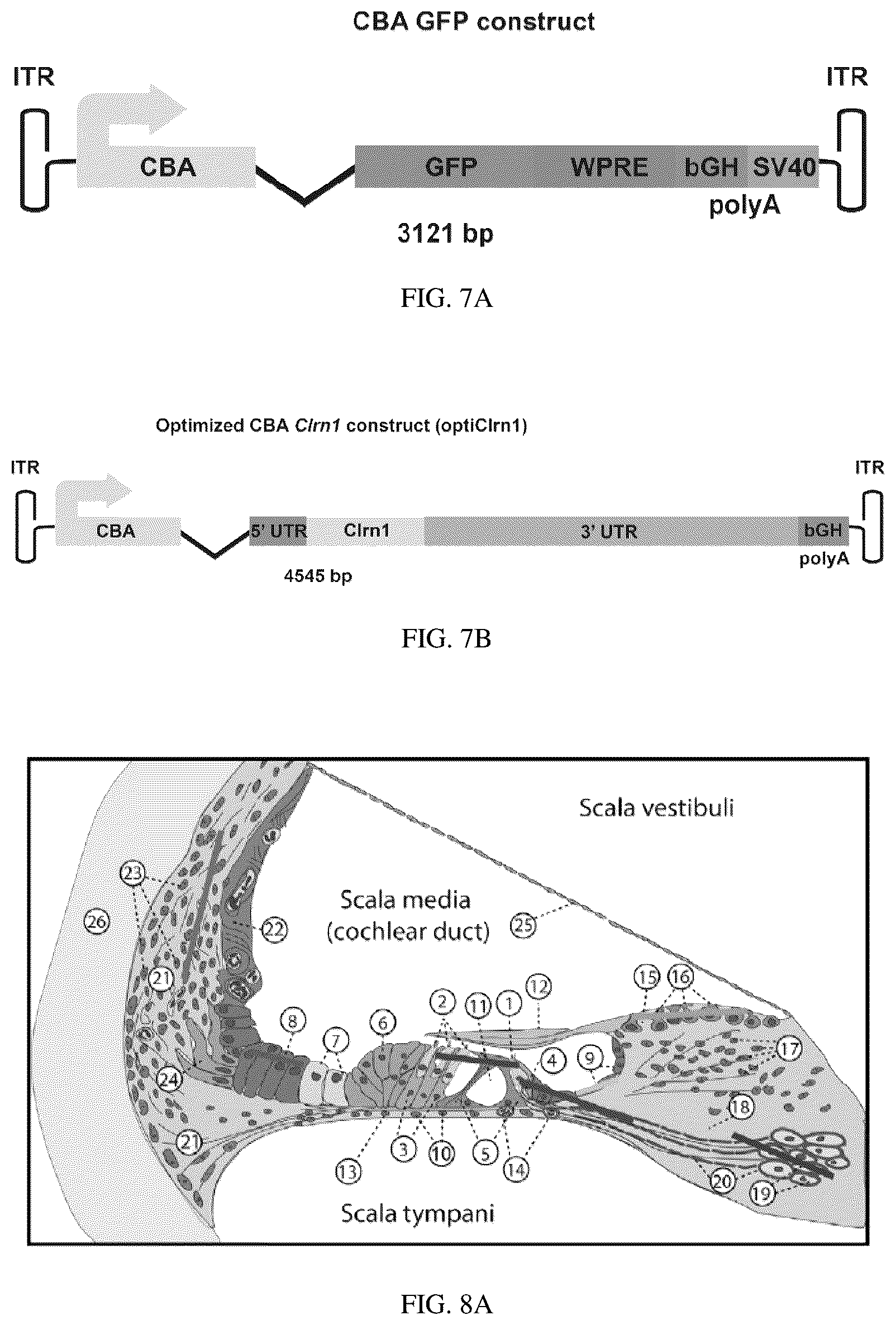 Patent US12129287 Figure 10 – Recombinant adeno associated virus encoding clarin-1 and uses thereof