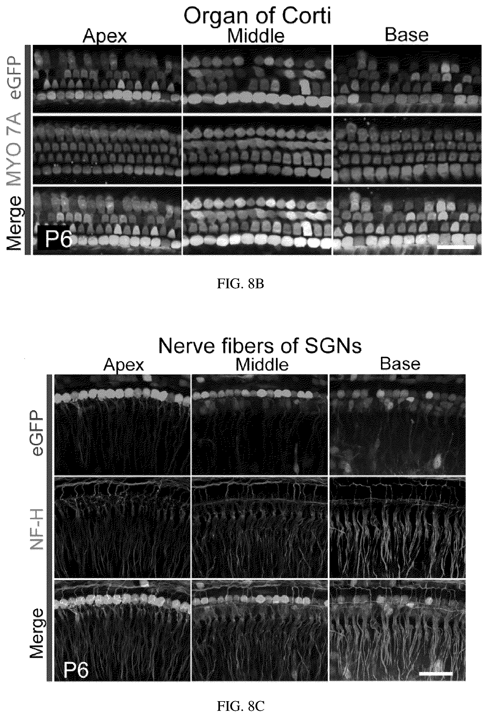 Patent US12129287 Figure 11 – Recombinant adeno associated virus encoding clarin-1 and uses thereof
