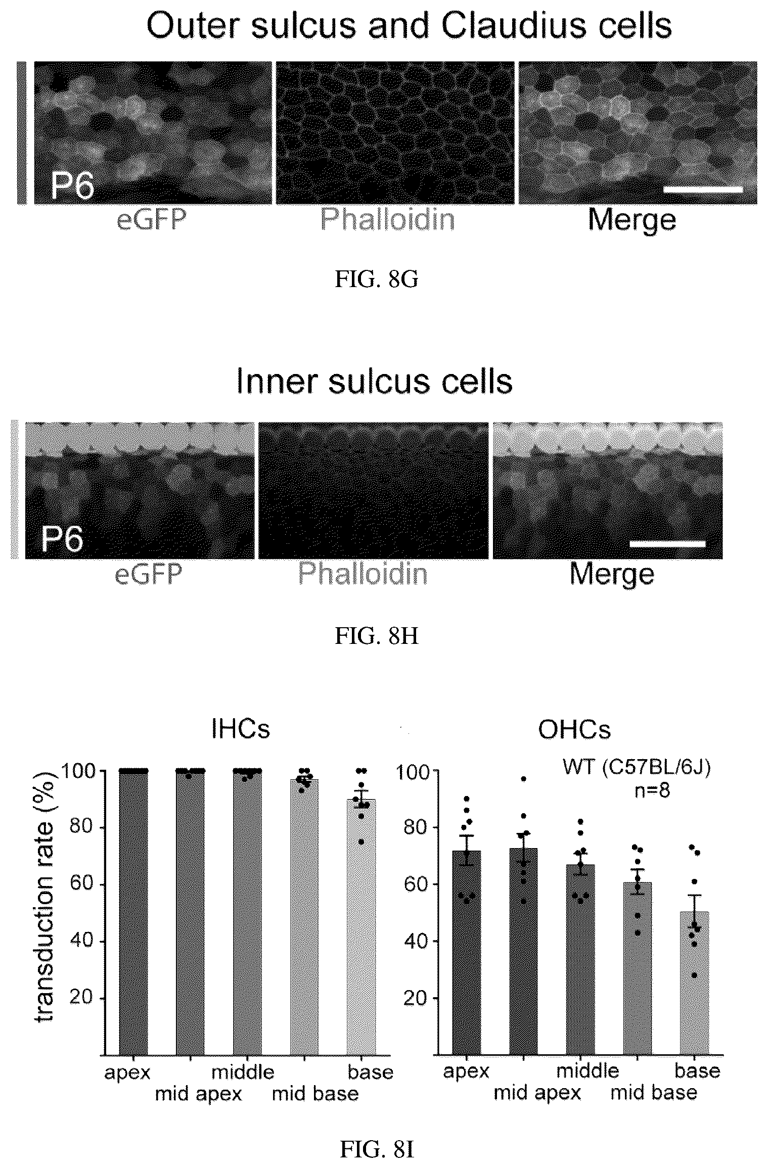 Patent US12129287 Figure 13 – Recombinant adeno associated virus encoding clarin-1 and uses thereof