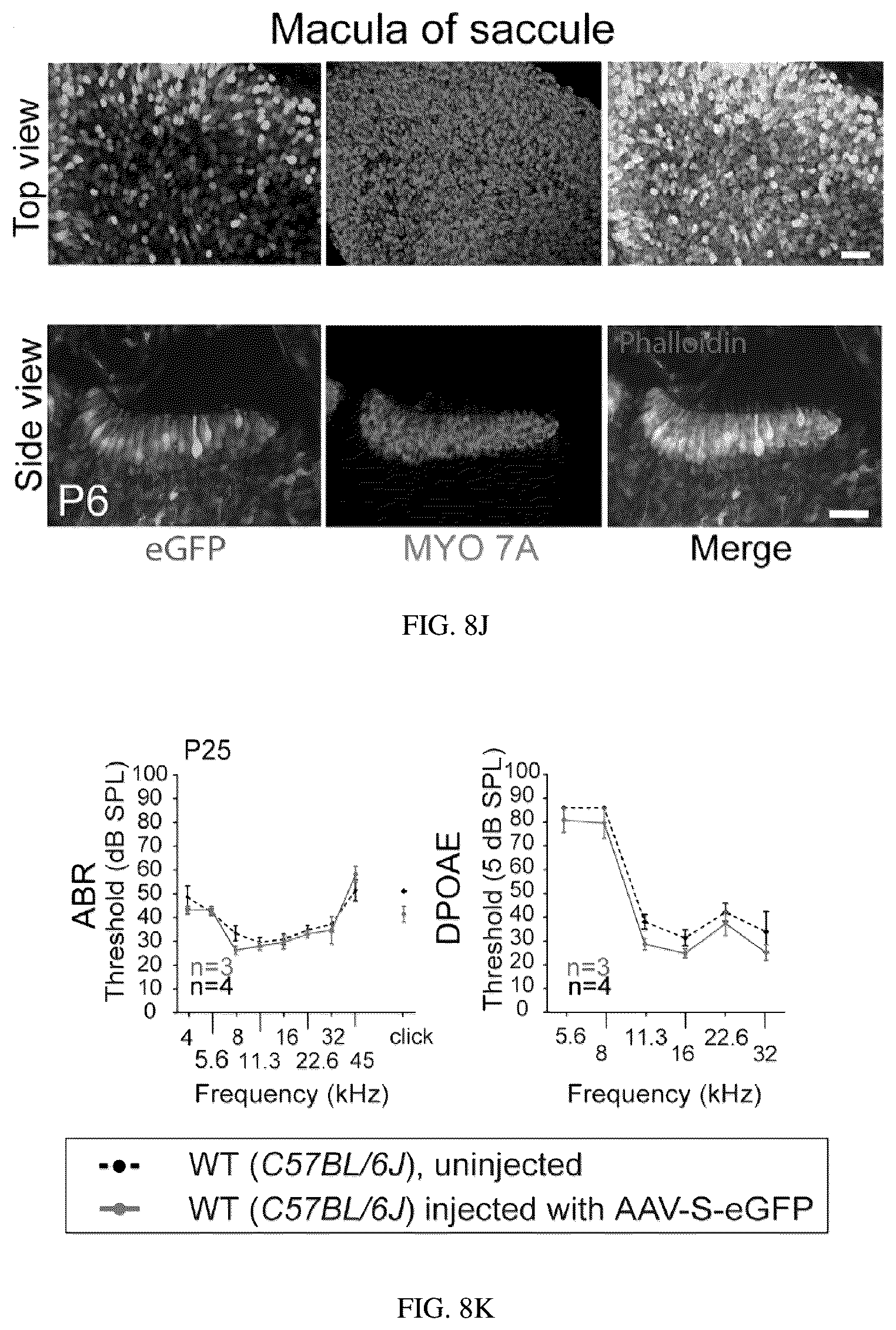 Patent US12129287 Figure 14 – Recombinant adeno associated virus encoding clarin-1 and uses thereof