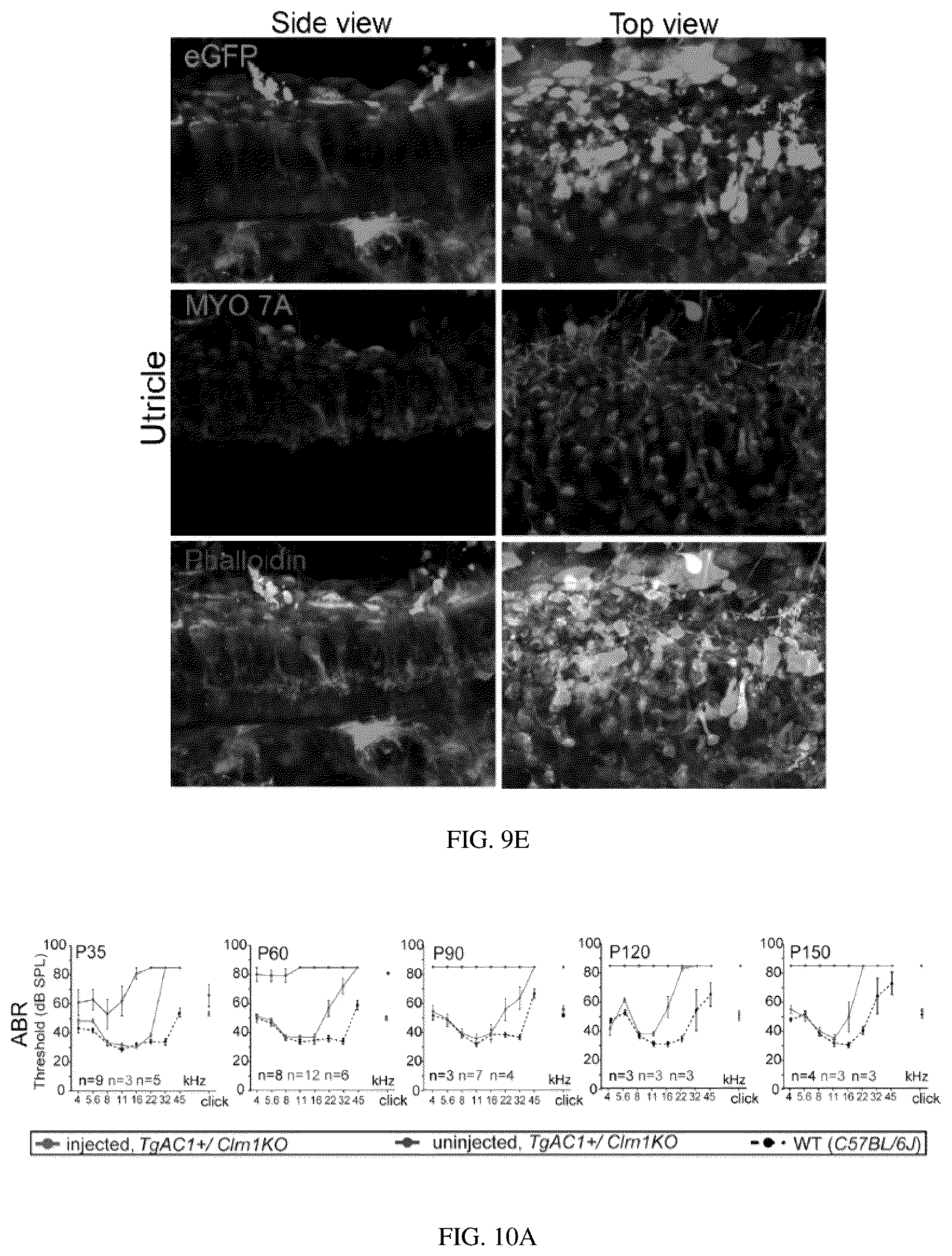 Patent US12129287 Figure 17 – Recombinant adeno associated virus encoding clarin-1 and uses thereof