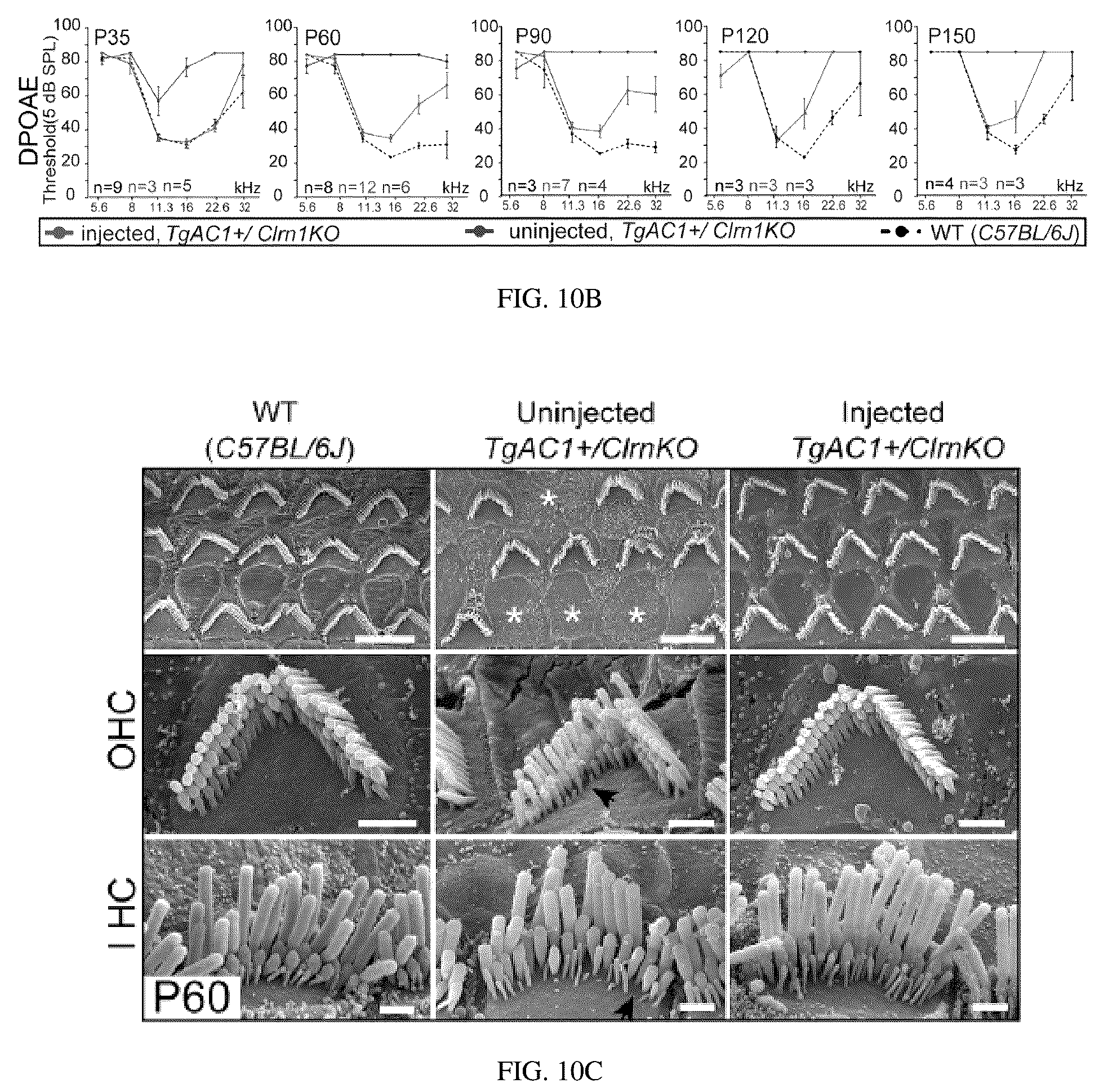 Patent US12129287 Figure 18 – Recombinant adeno associated virus encoding clarin-1 and uses thereof