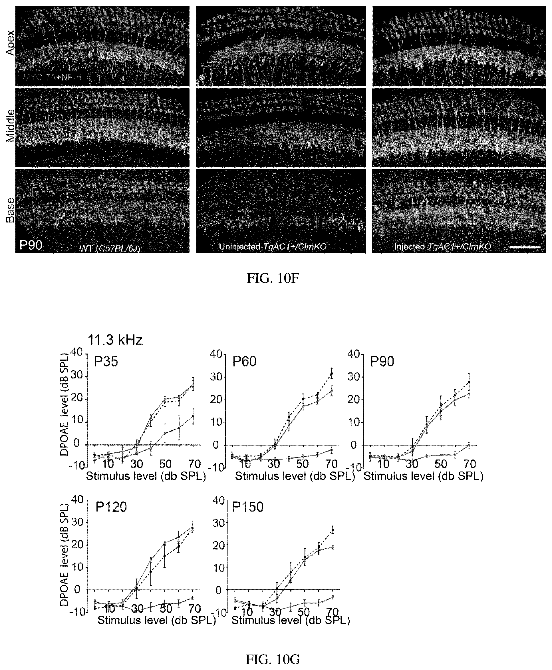 Patent US12129287 Figure 20 – Recombinant adeno associated virus encoding clarin-1 and uses thereof