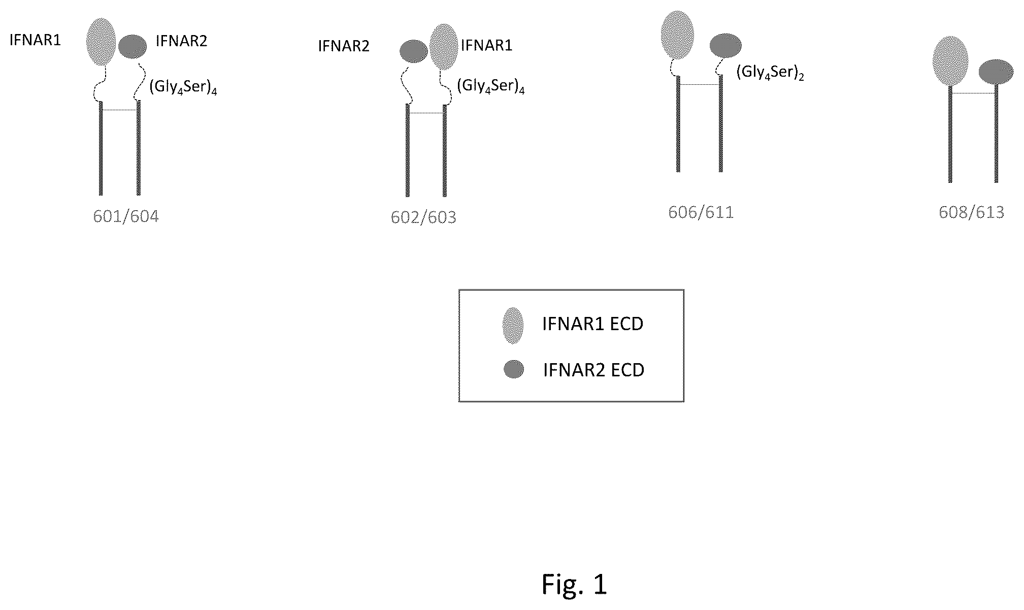Patent US12129288 Figure 1 – Polynucleotides heterodimers of soluble interferon receptors and uses thereof