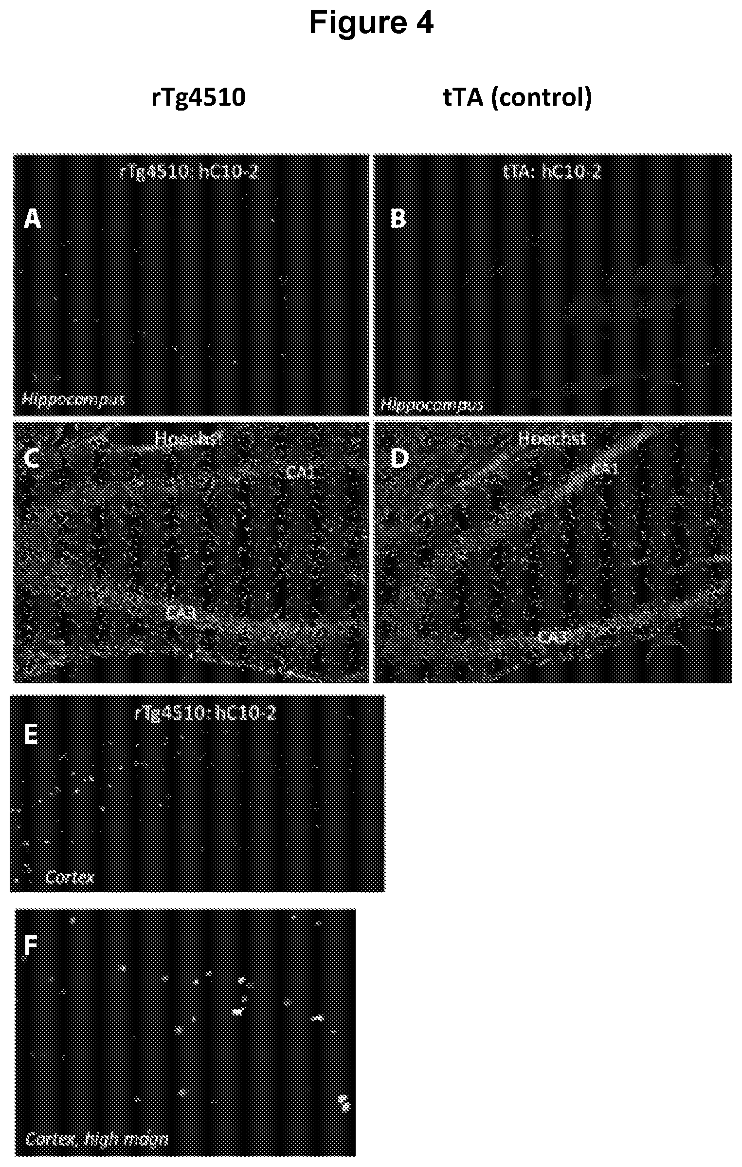 Patent US12129289 Figure 4 – Antibodies specific for hyperphosphorylated tau and methods of use thereof