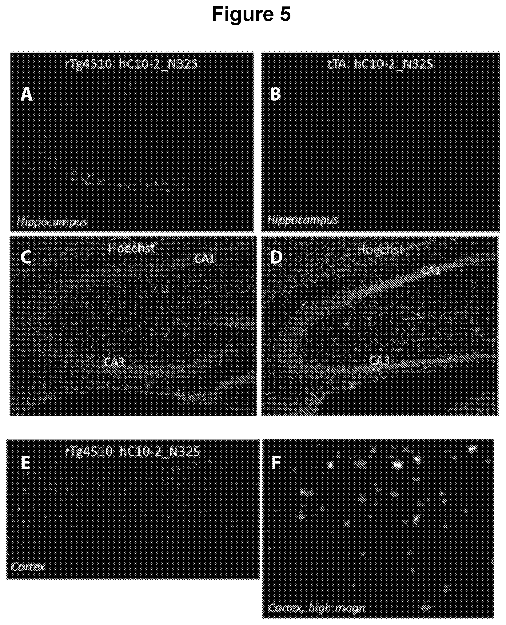 Patent US12129289 Figure 5 – Antibodies specific for hyperphosphorylated tau and methods of use thereof