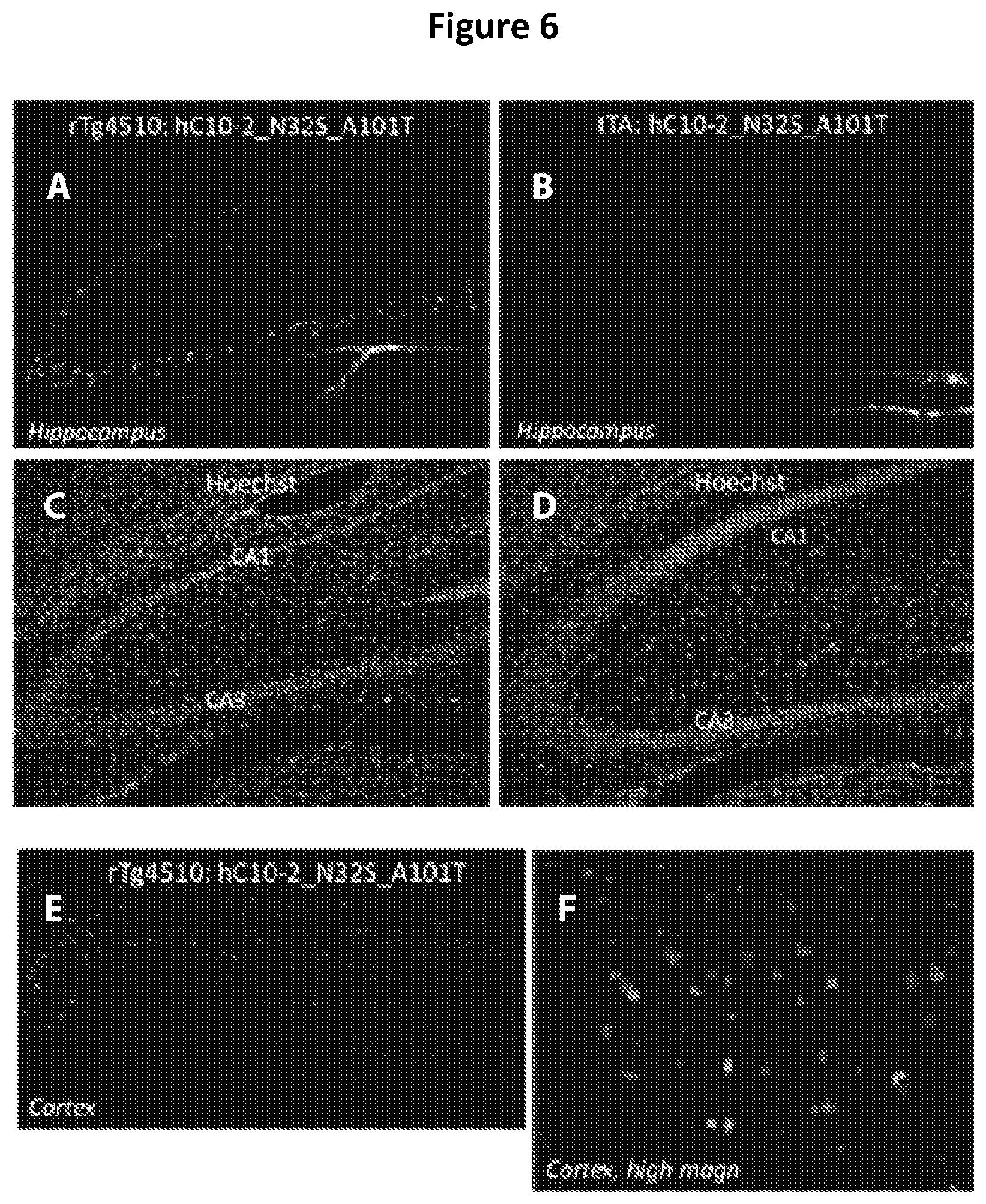 Patent US12129289 Figure 6 – Antibodies specific for hyperphosphorylated tau and methods of use thereof