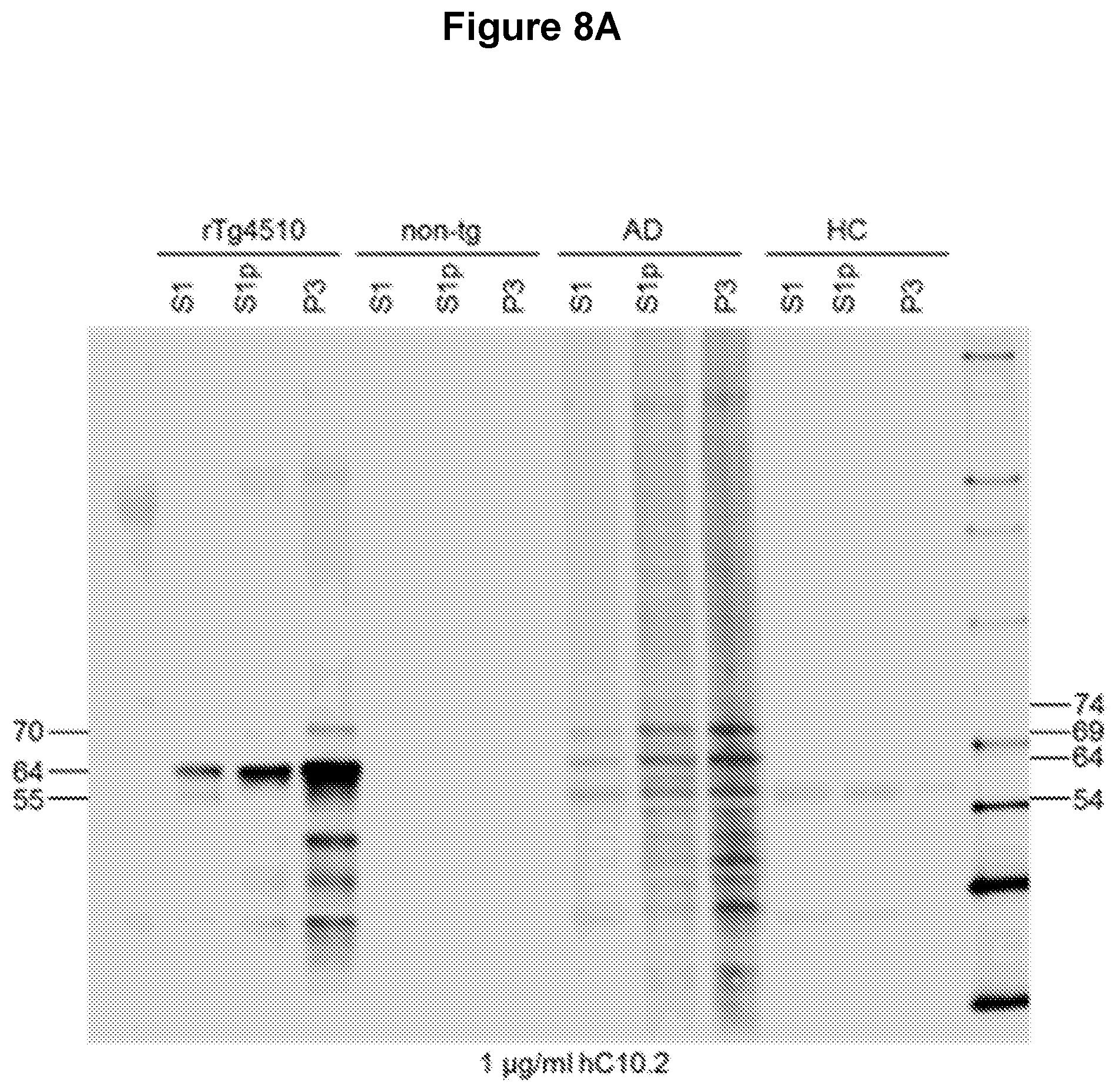 Patent US12129289 Figure 8 – Antibodies specific for hyperphosphorylated tau and methods of use thereof