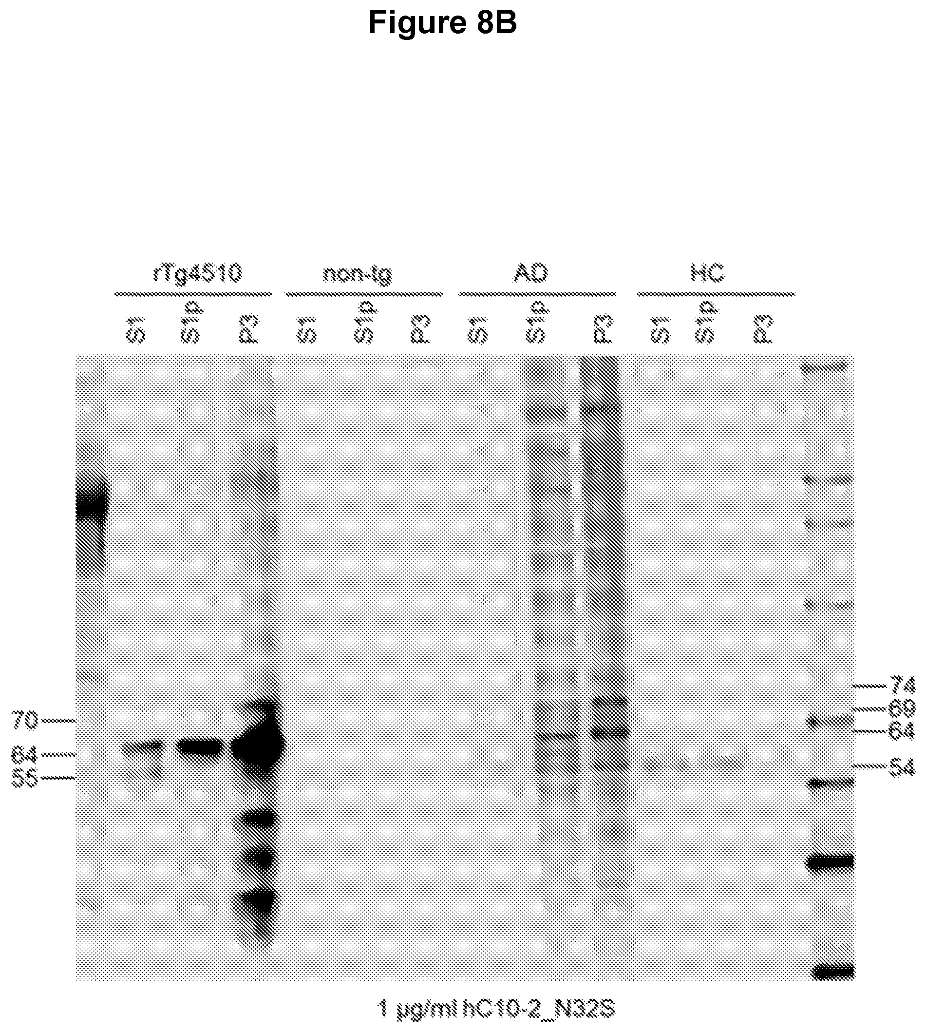 Patent US12129289 Figure 9 – Antibodies specific for hyperphosphorylated tau and methods of use thereof