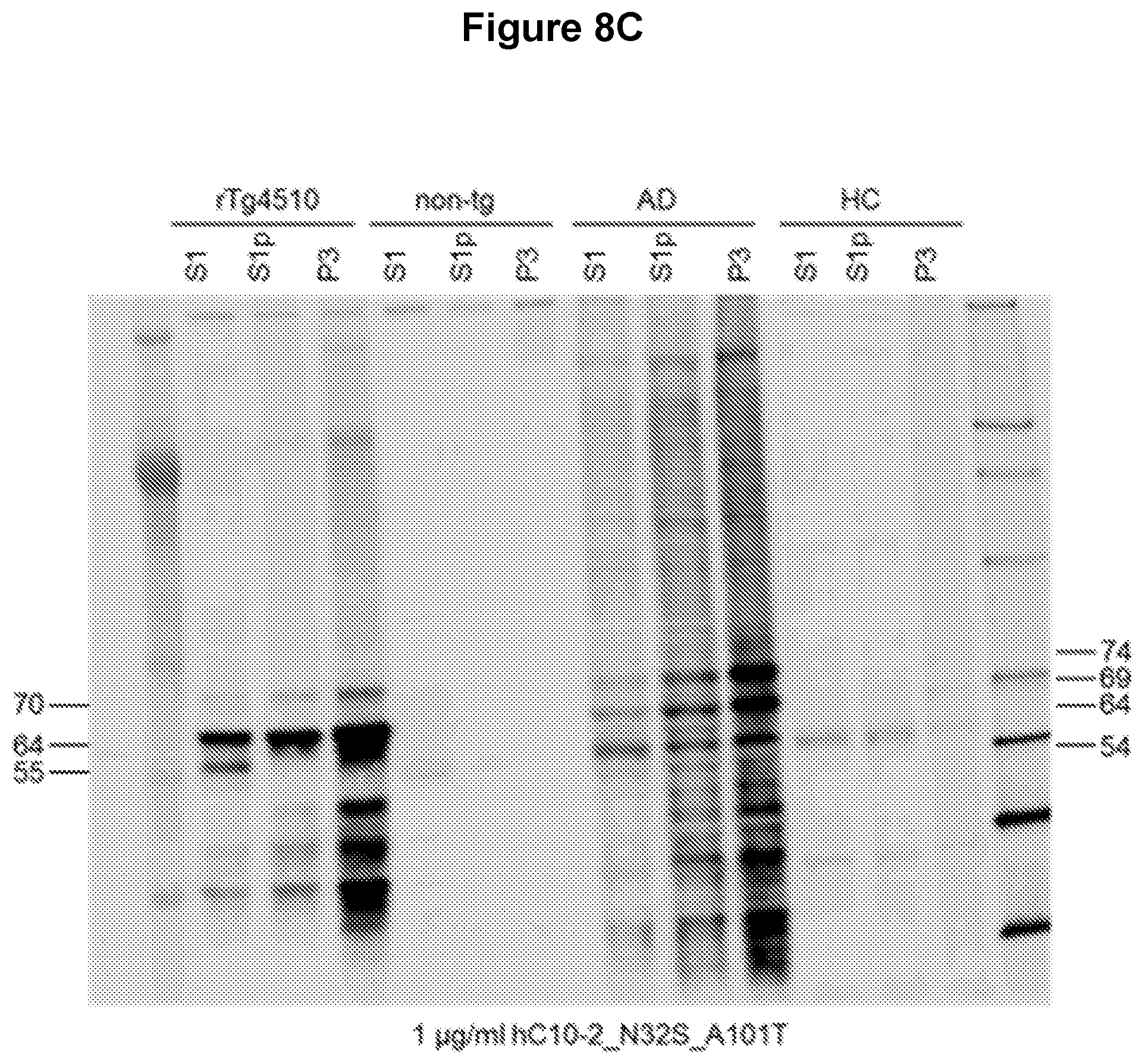 Patent US12129289 Figure 10 – Antibodies specific for hyperphosphorylated tau and methods of use thereof