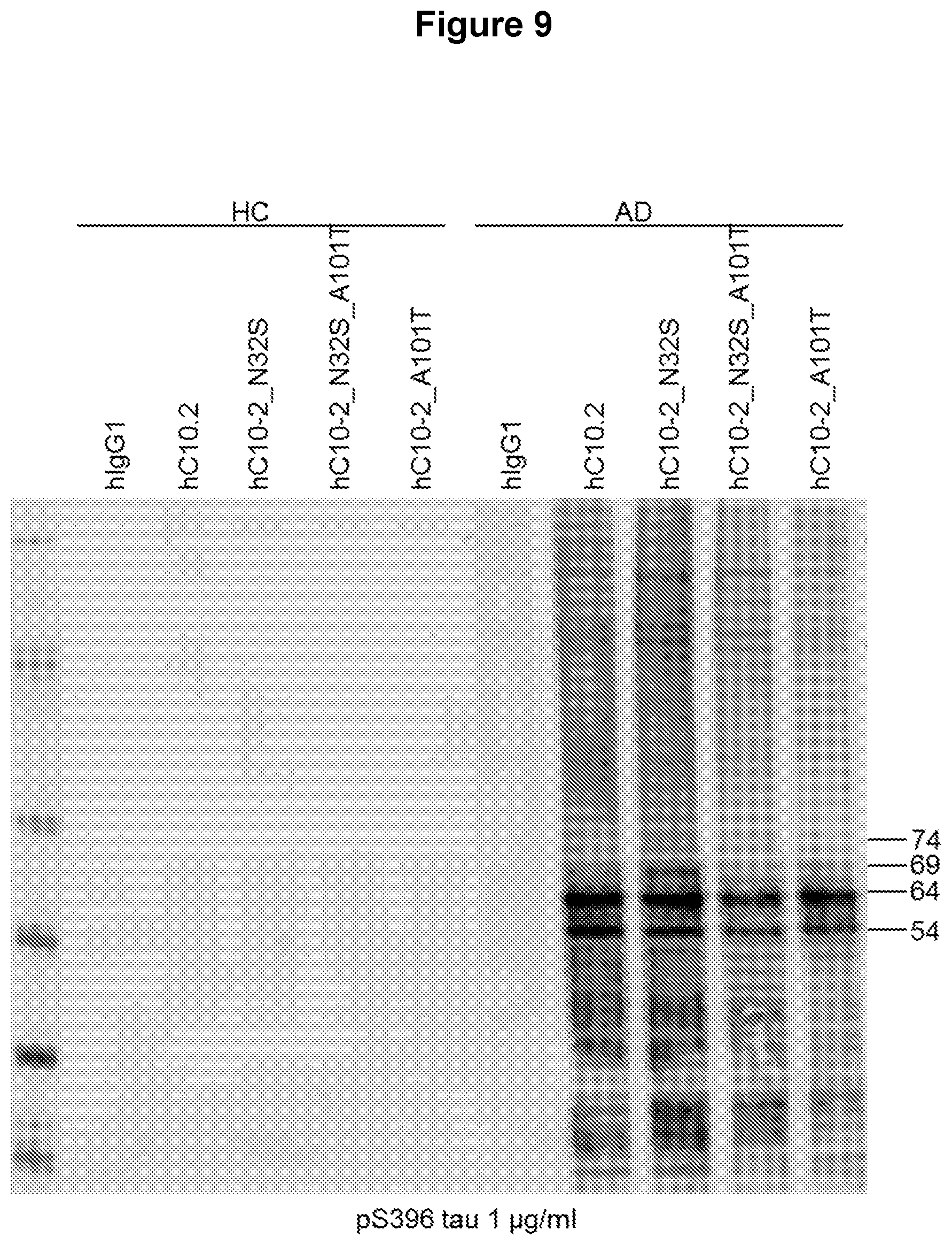 Patent US12129289 Figure 11 – Antibodies specific for hyperphosphorylated tau and methods of use thereof