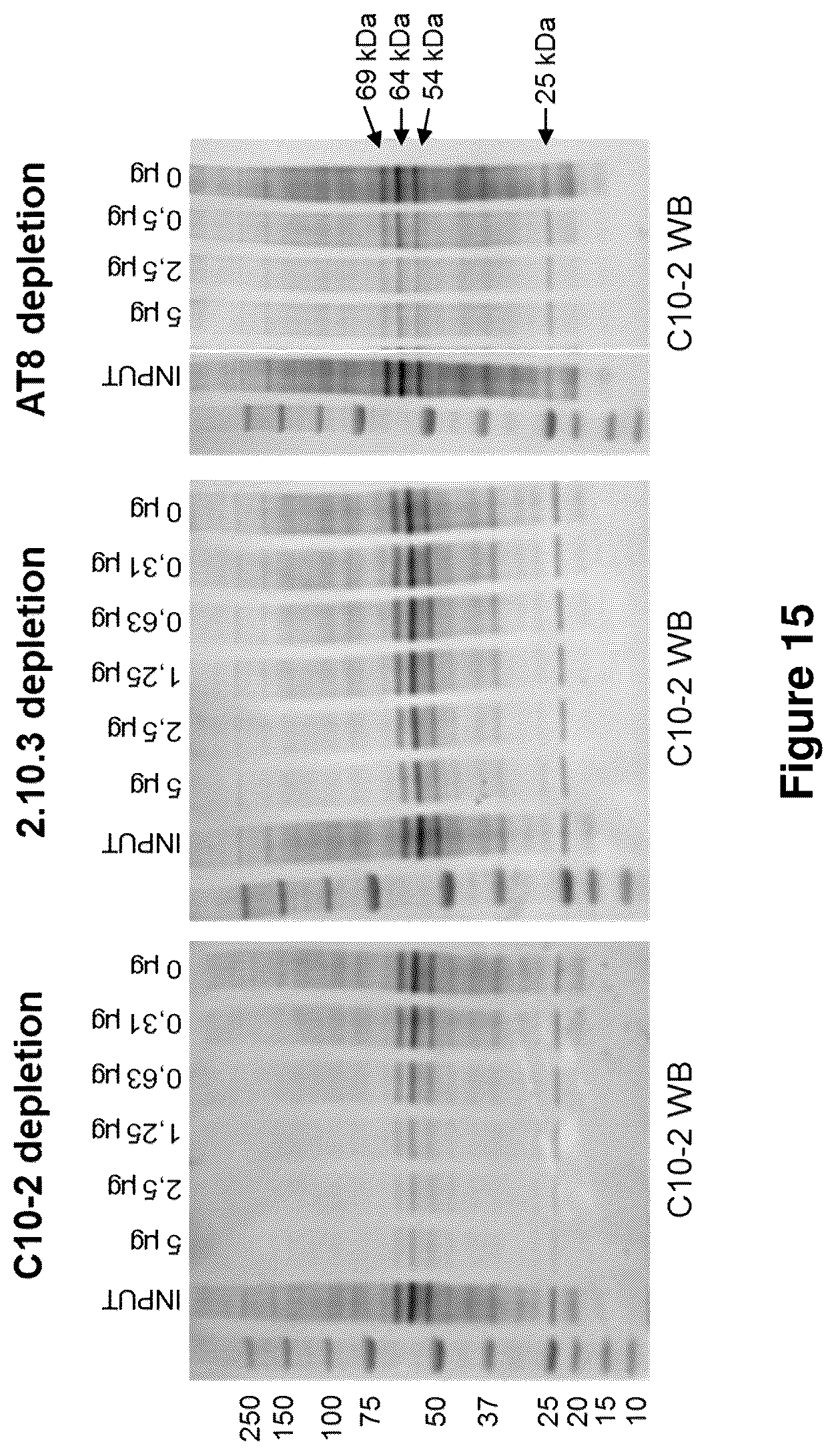 Patent US12129289 Figure 18 – Antibodies specific for hyperphosphorylated tau and methods of use thereof