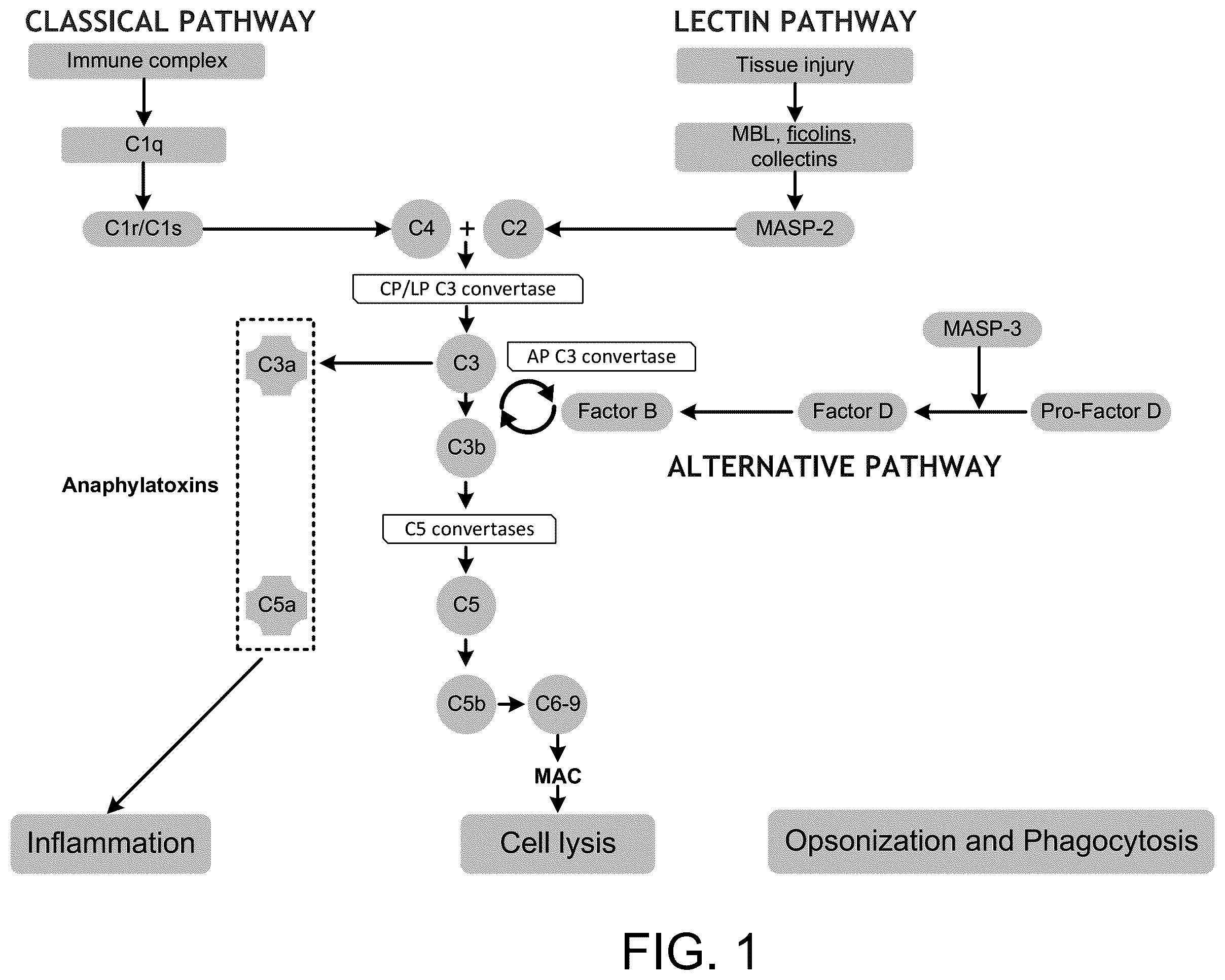 Patent US12129290 Figure 1 – Monoclonal antibodies, compositions and methods for detecting complement factor D
