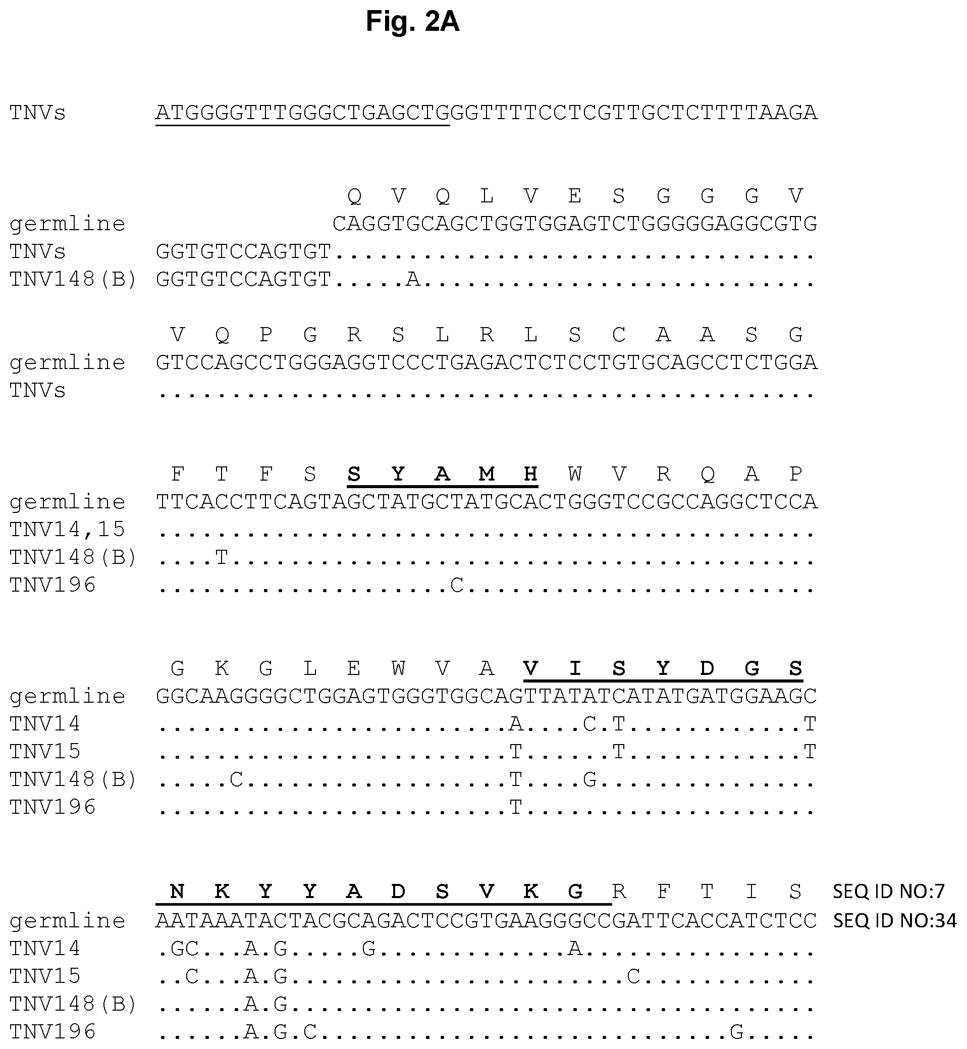 Patent US12129292 Figure 2 – Anti-tumor necrosis factor (TNF) antibodies and compositions thereof