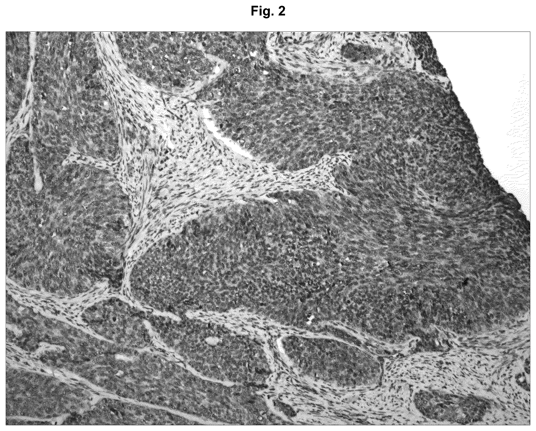 Patent US12129295 Figure 2 – Anti P2X7 receptor antibodies and fragments thereof