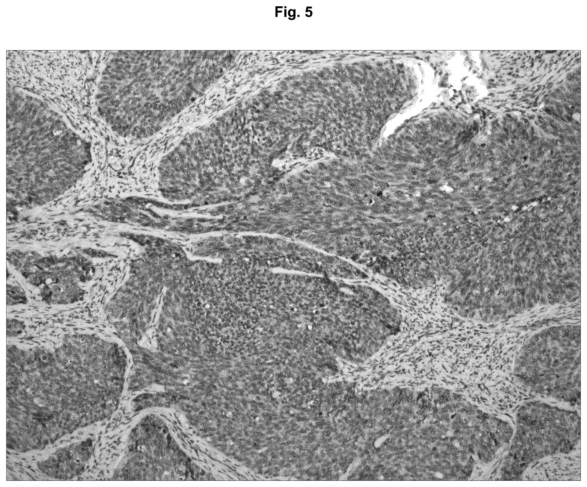 Patent US12129295 Figure 5 – Anti P2X7 receptor antibodies and fragments thereof