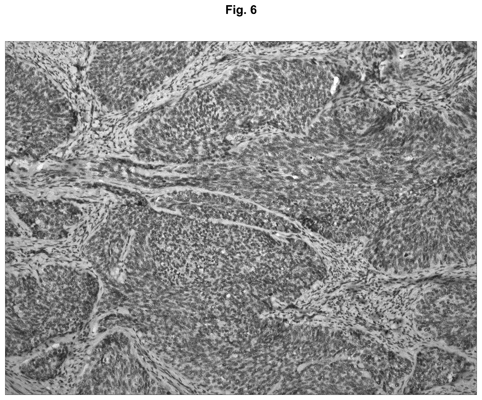 Patent US12129295 Figure 6 – Anti P2X7 receptor antibodies and fragments thereof