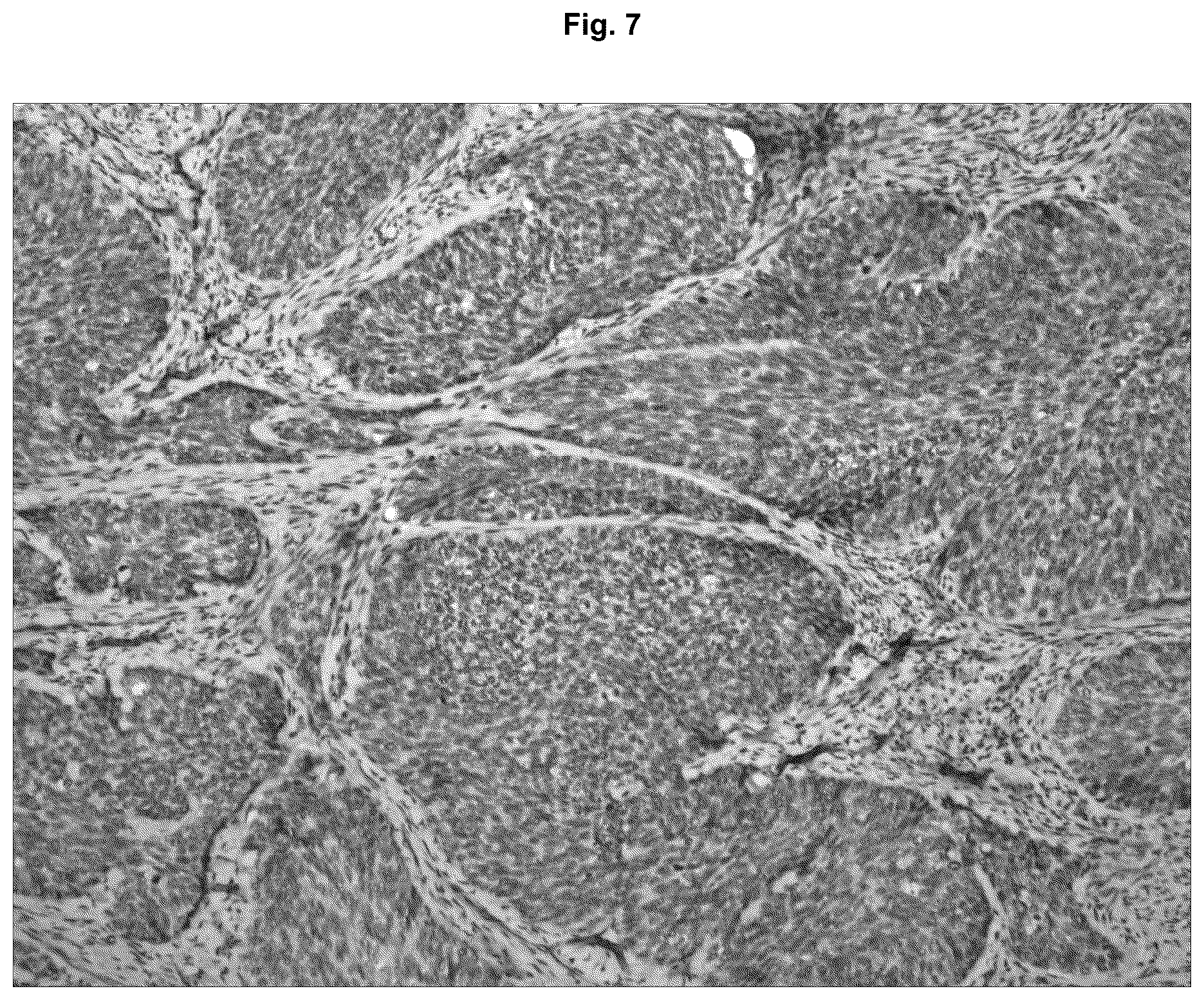 Patent US12129295 Figure 7 – Anti P2X7 receptor antibodies and fragments thereof