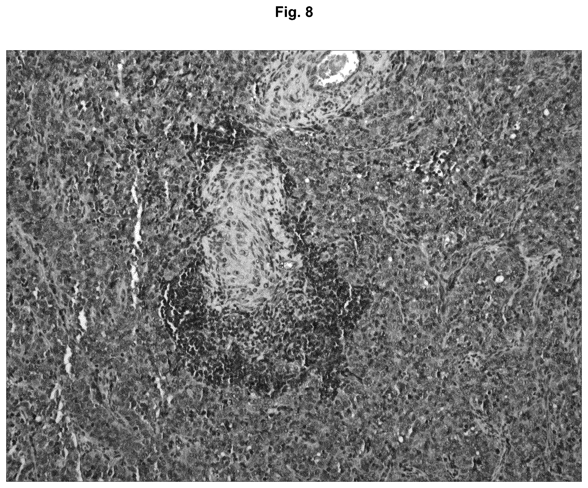 Patent US12129295 Figure 8 – Anti P2X7 receptor antibodies and fragments thereof