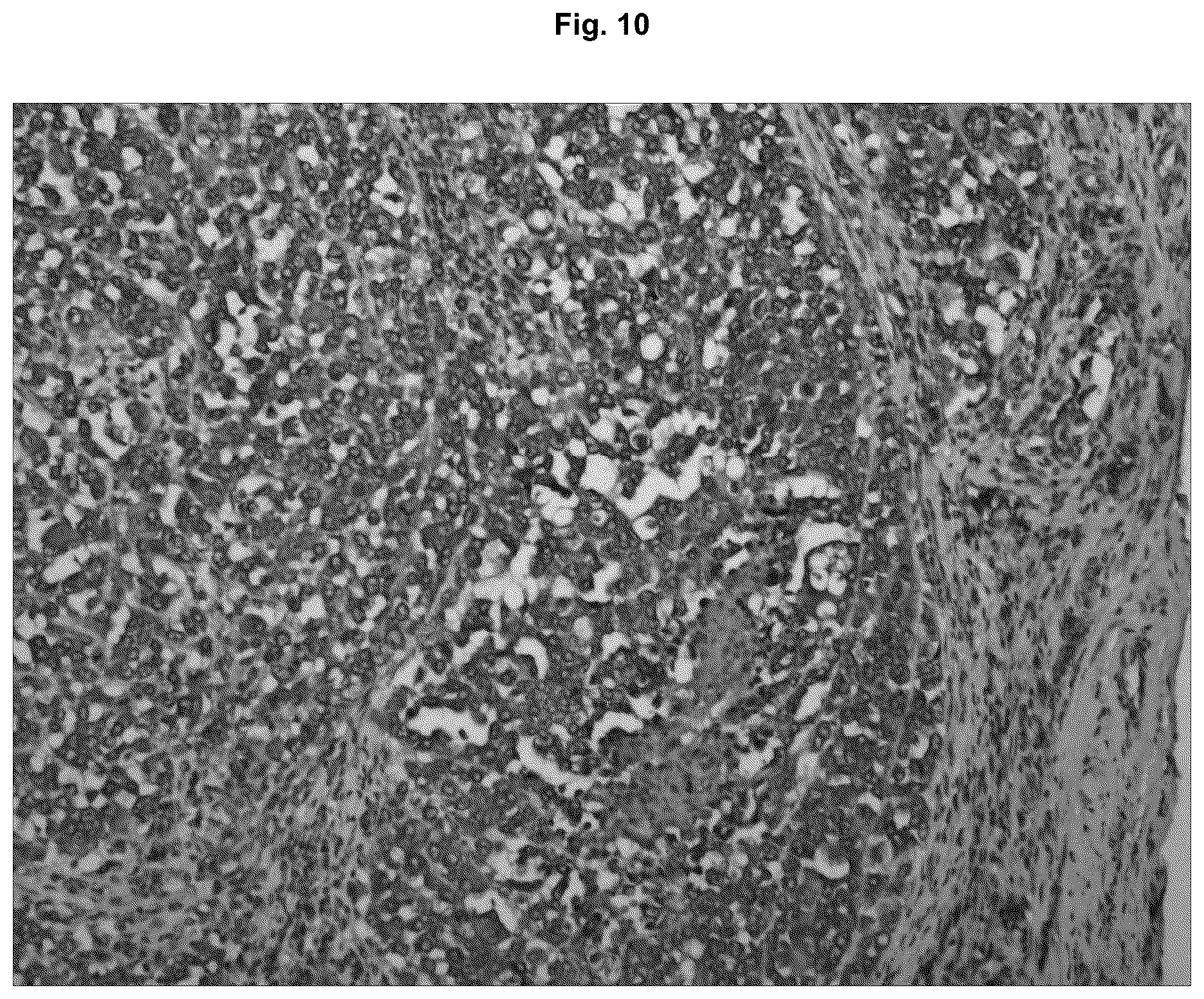 Patent US12129295 Figure 10 – Anti P2X7 receptor antibodies and fragments thereof