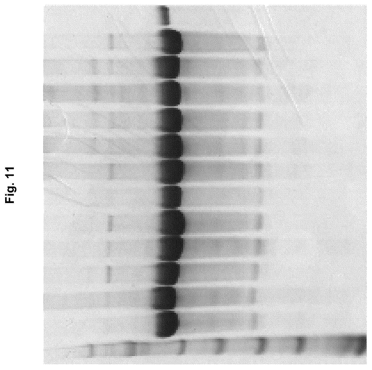Patent US12129295 Figure 11 – Anti P2X7 receptor antibodies and fragments thereof
