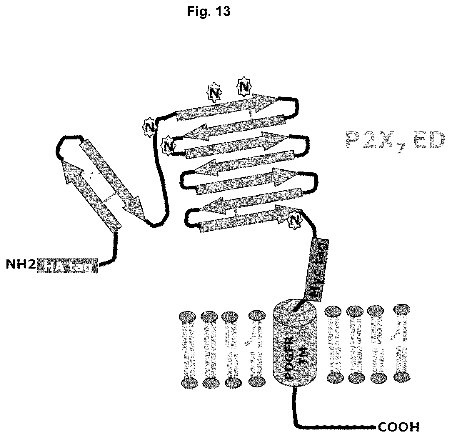 Patent US12129295 Figure 13 – Anti P2X7 receptor antibodies and fragments thereof