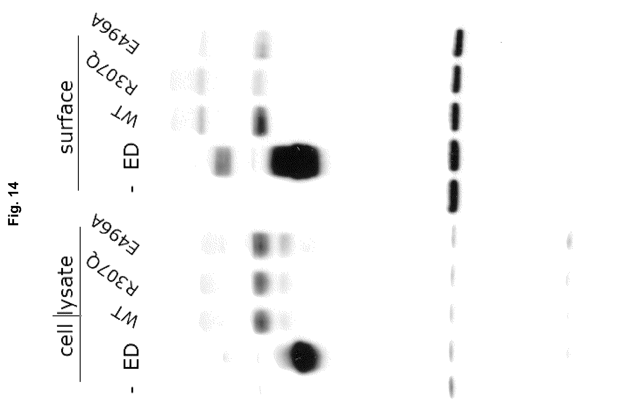 Patent US12129295 Figure 14 – Anti P2X7 receptor antibodies and fragments thereof