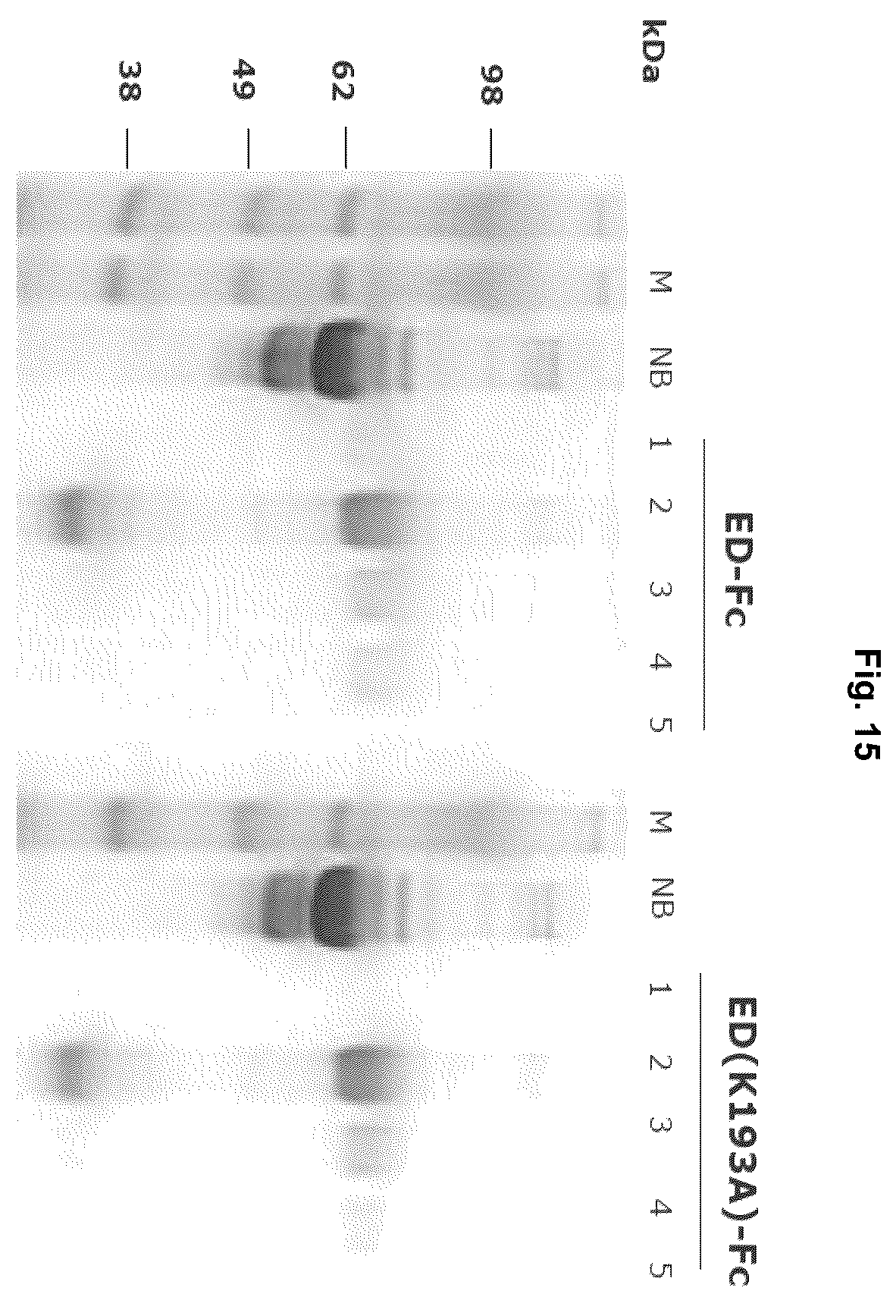 Patent US12129295 Figure 15 – Anti P2X7 receptor antibodies and fragments thereof