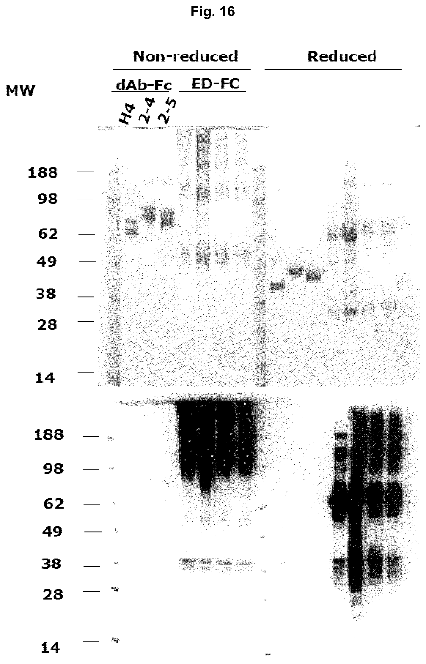 Patent US12129295 Figure 16 – Anti P2X7 receptor antibodies and fragments thereof