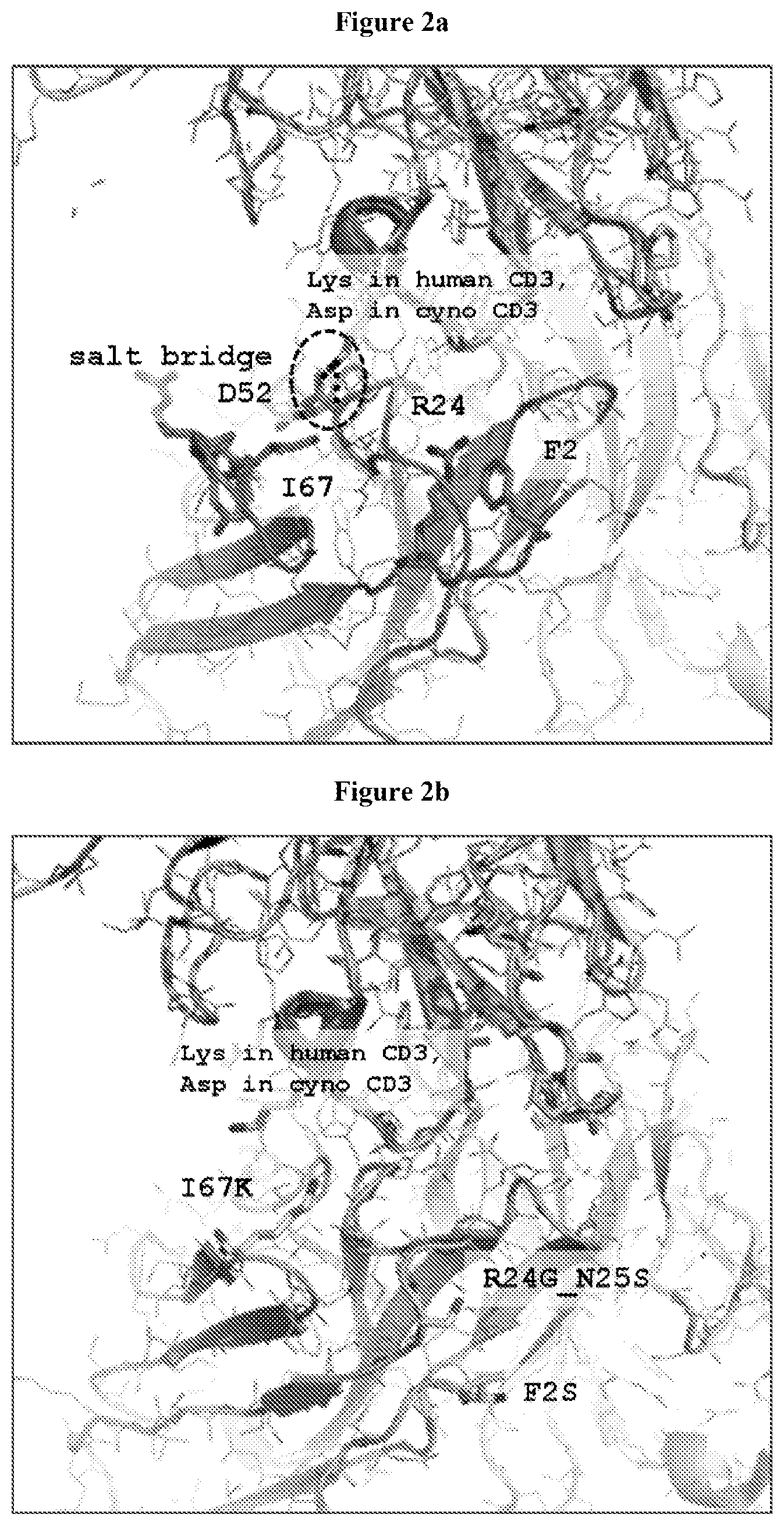 Patent US12129298 Figure 2 – Compositions including CD3 antigen binding fragments and uses thereof
