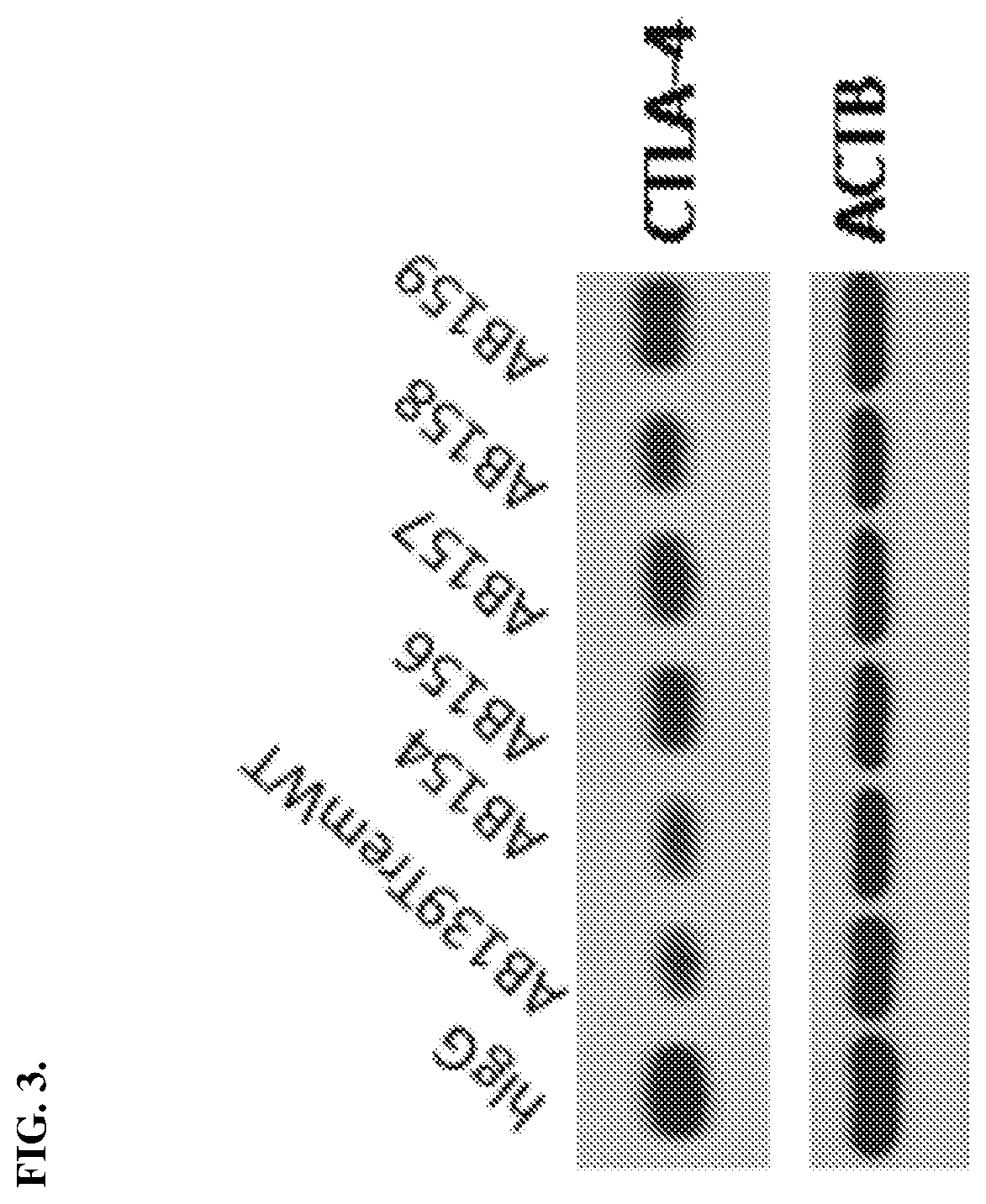 Patent US12129299 Figure 3 – Mutant anti-CTLA-4 antibodies with improved immunotherapeutic effect but attenuated adverse effects