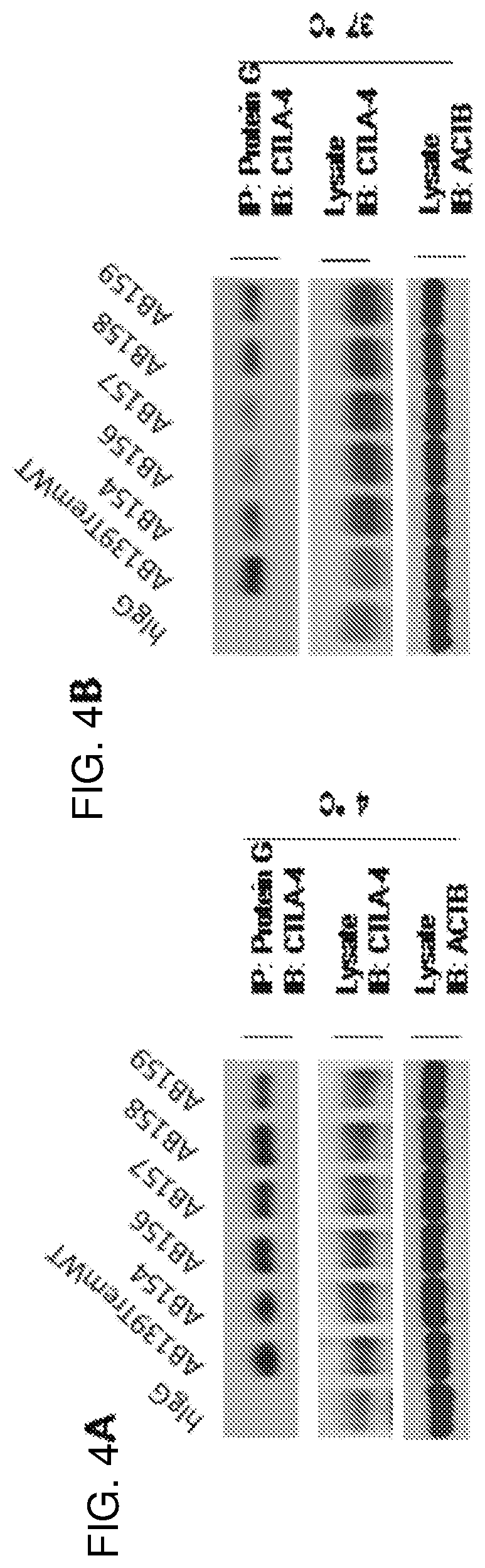Patent US12129299 Figure 4 – Mutant anti-CTLA-4 antibodies with improved immunotherapeutic effect but attenuated adverse effects
