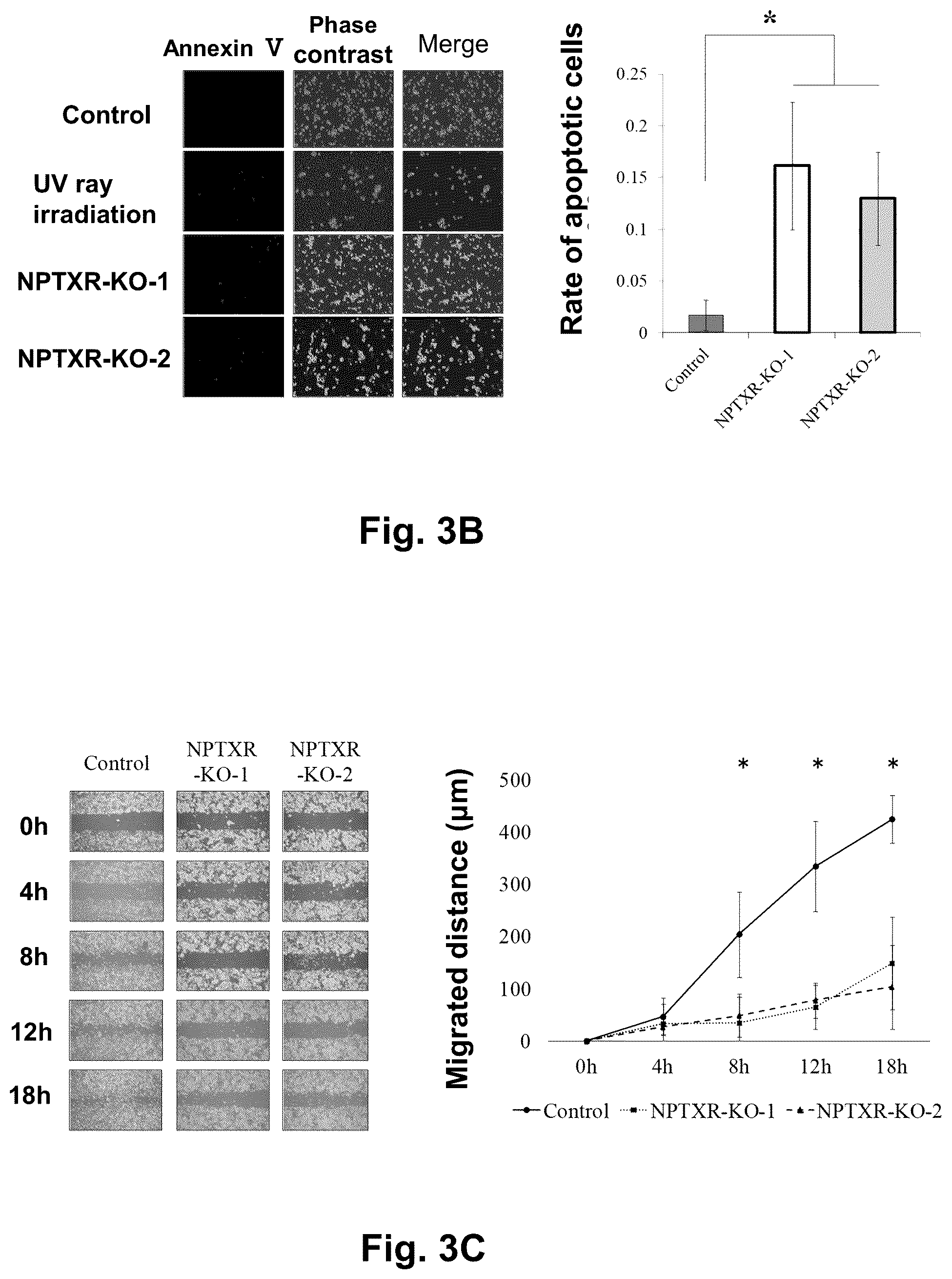 Patent US12129301 Figure 5 – Therapeutic agent targeted to receptor protein, test agent, antibody that binds to receptor protein, and screening method for molecularly targeted drugs