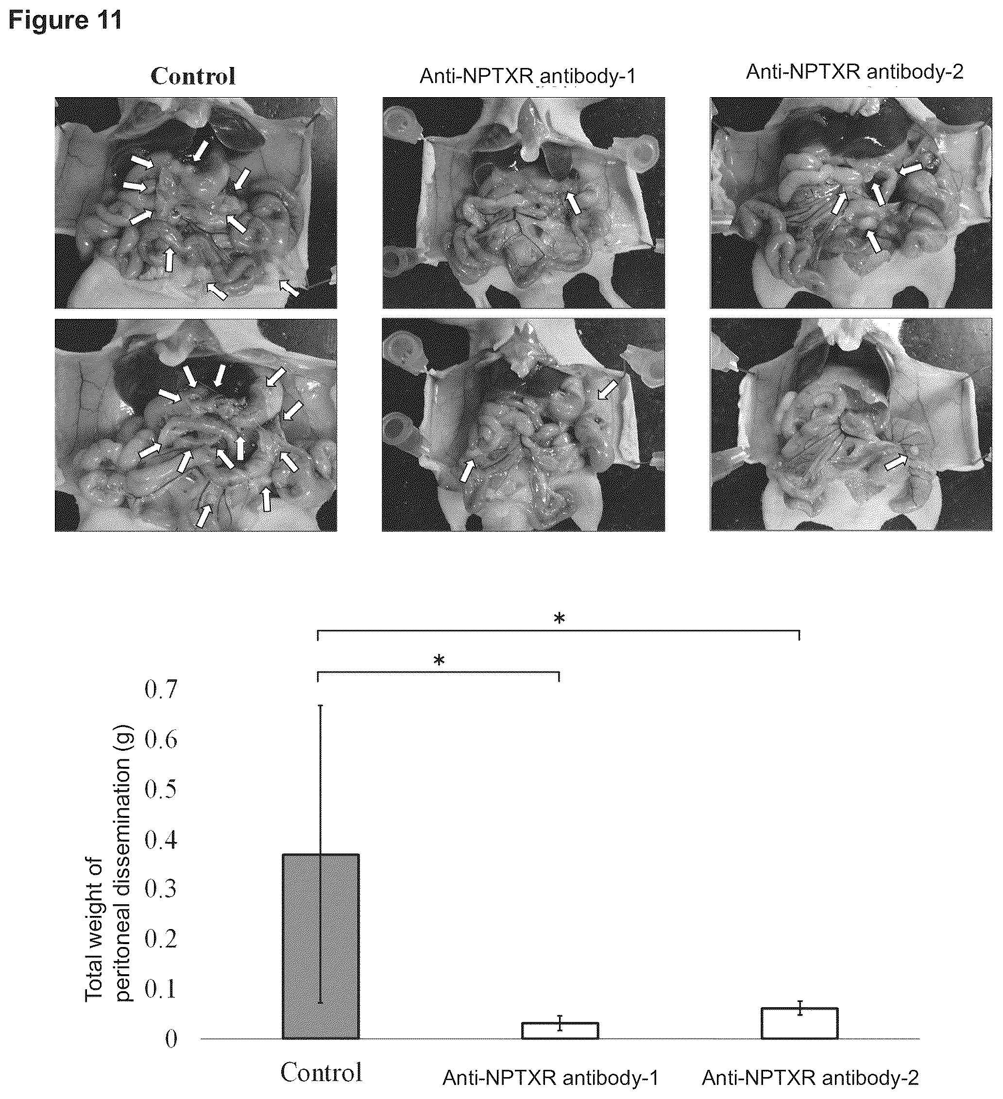 Patent US12129301 Figure 17 – Therapeutic agent targeted to receptor protein, test agent, antibody that binds to receptor protein, and screening method for molecularly targeted drugs