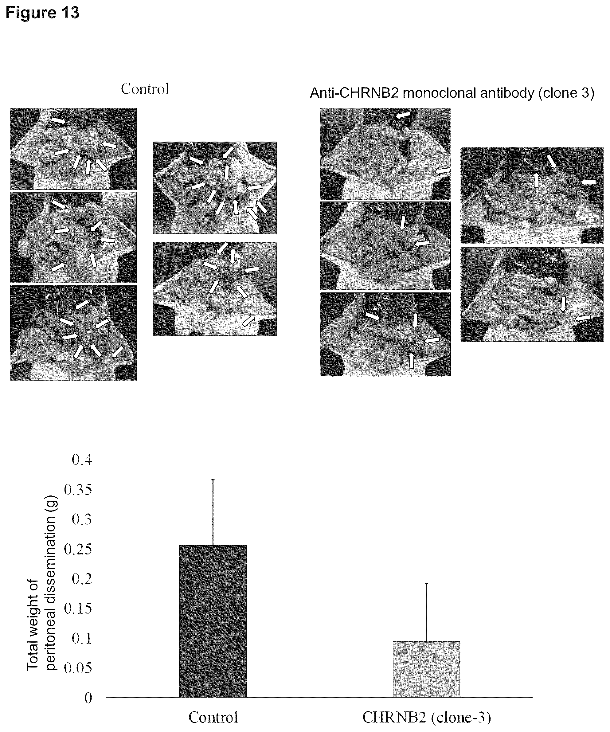Patent US12129301 Figure 19 – Therapeutic agent targeted to receptor protein, test agent, antibody that binds to receptor protein, and screening method for molecularly targeted drugs