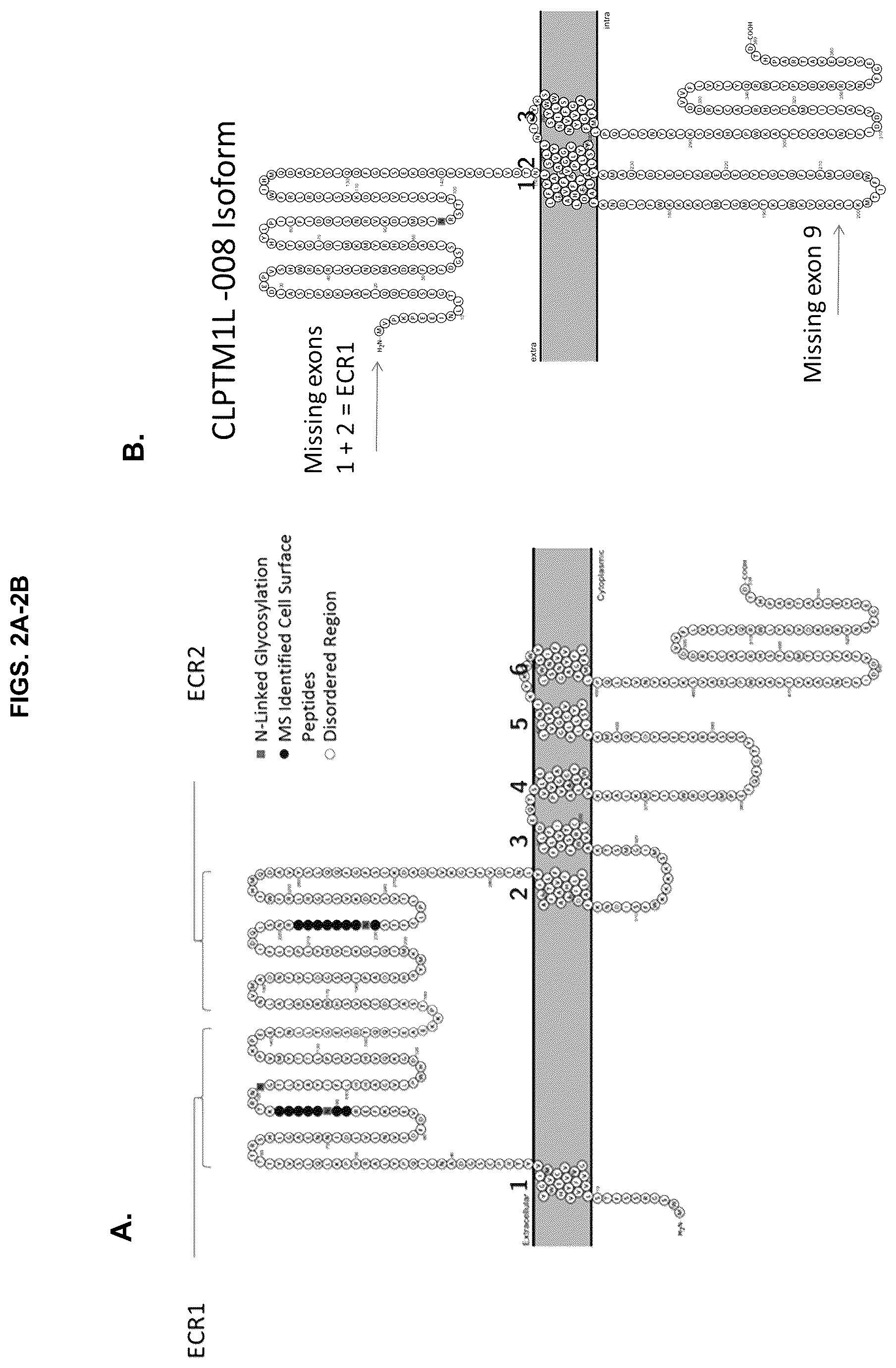 Patent US12129305 Figure 2 – Targeting CLPTM1L for treatment and prevention of cancer