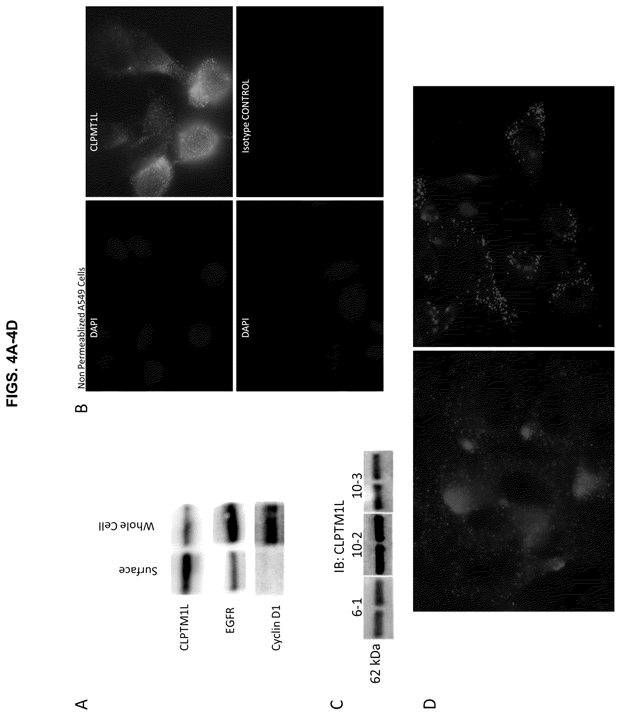 Patent US12129305 Figure 4 – Targeting CLPTM1L for treatment and prevention of cancer