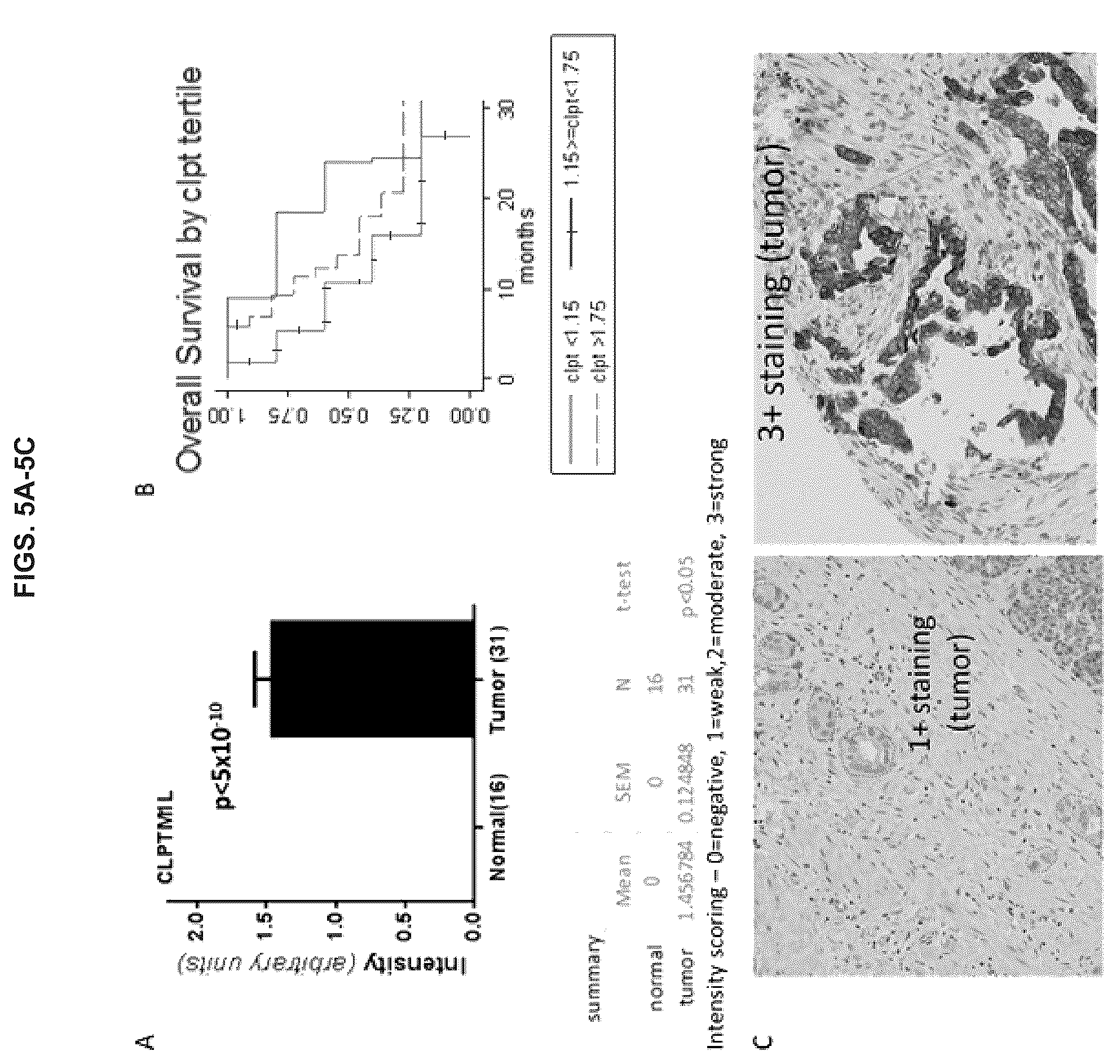 Patent US12129305 Figure 5 – Targeting CLPTM1L for treatment and prevention of cancer