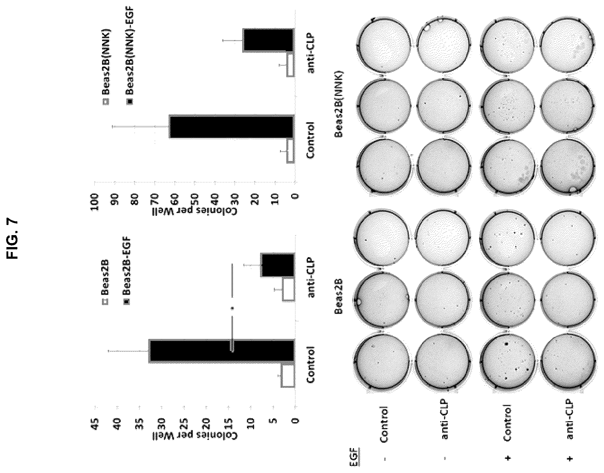 Patent US12129305 Figure 7 – Targeting CLPTM1L for treatment and prevention of cancer