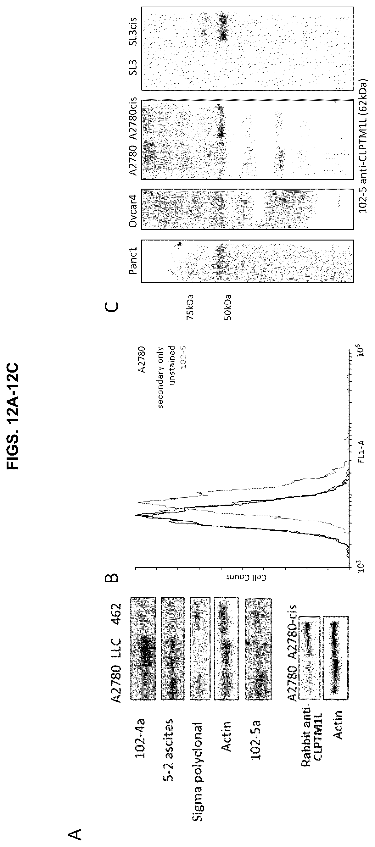 Patent US12129305 Figure 13 – Targeting CLPTM1L for treatment and prevention of cancer