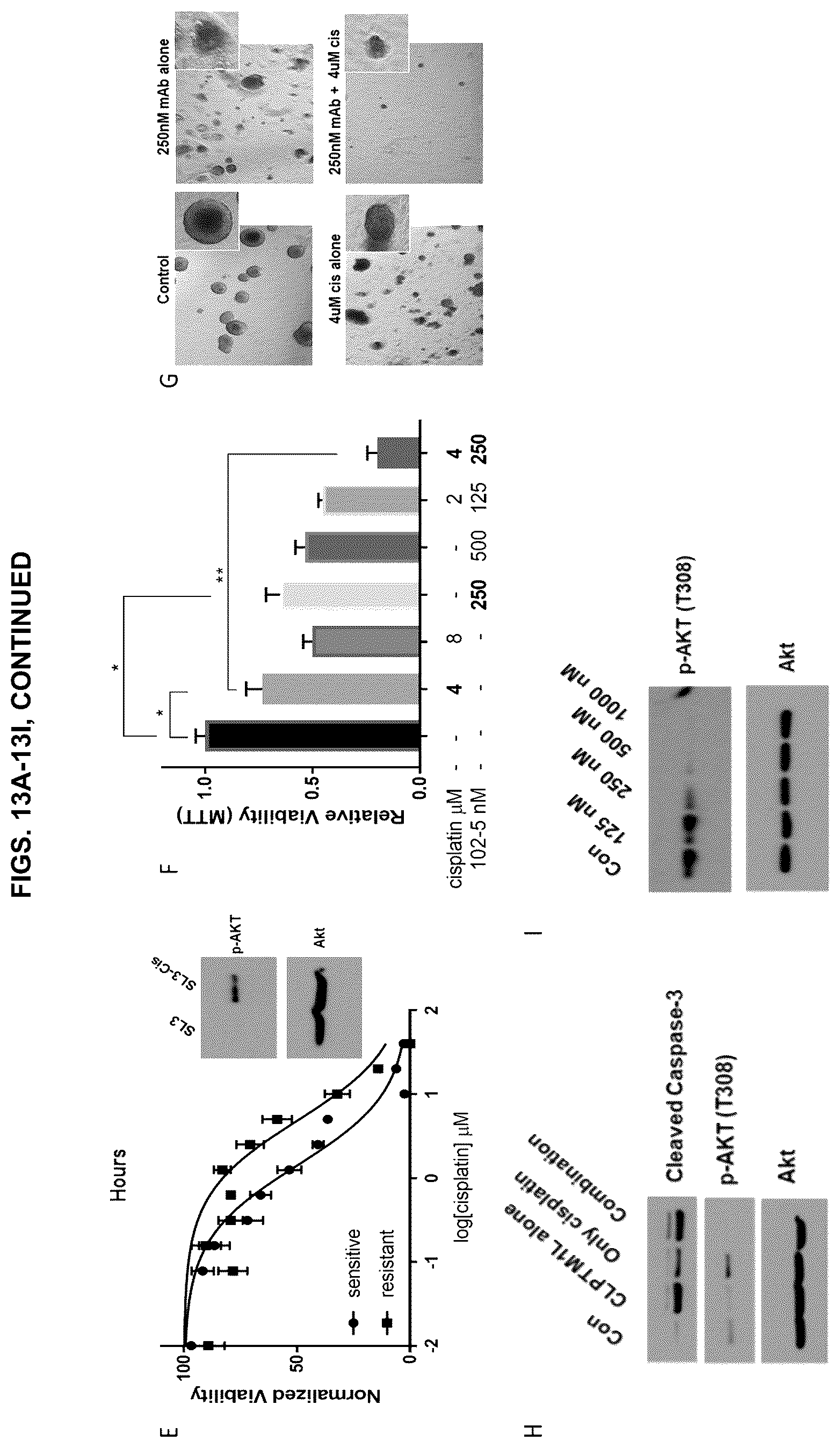 Patent US12129305 Figure 15 – Targeting CLPTM1L for treatment and prevention of cancer