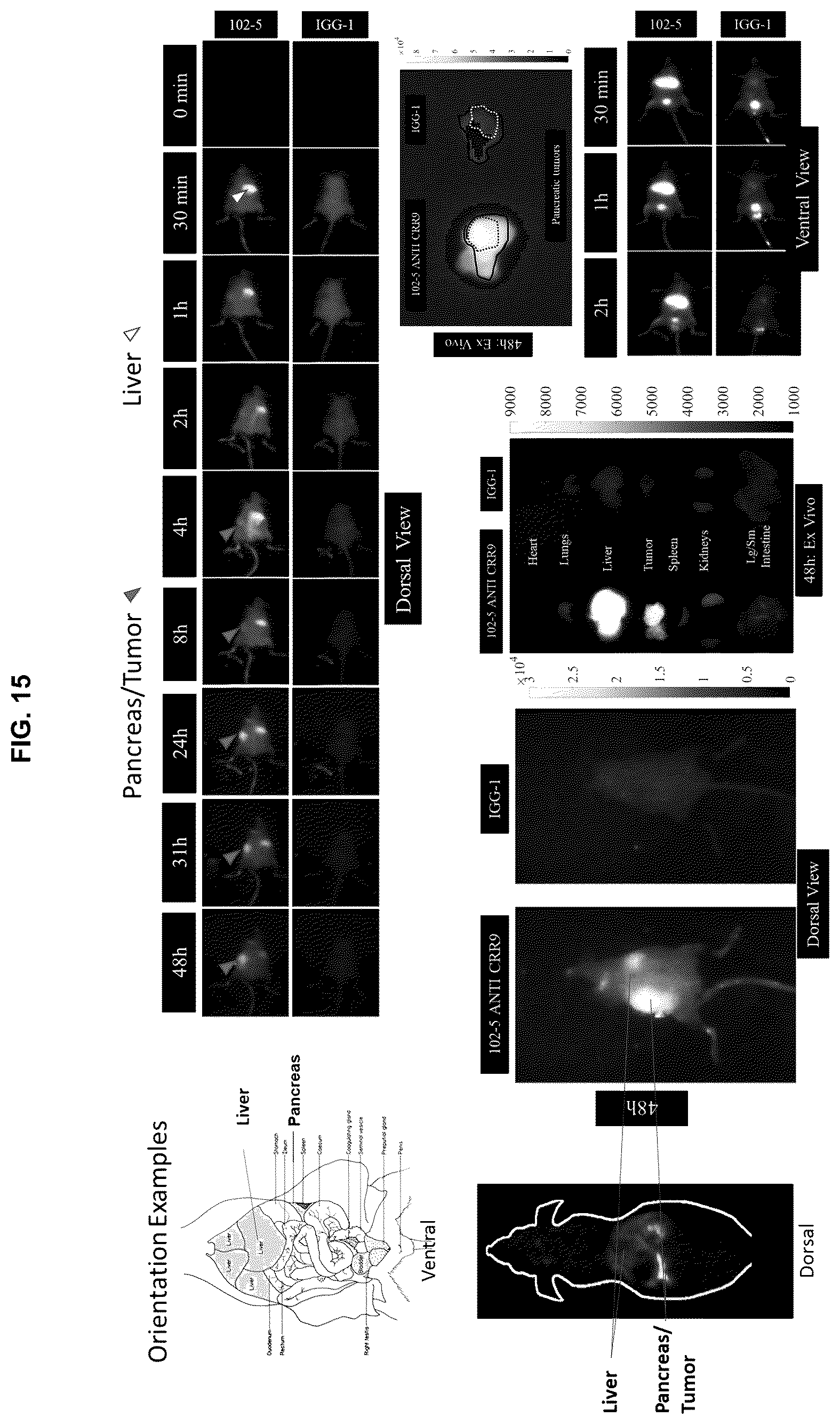 Patent US12129305 Figure 17 – Targeting CLPTM1L for treatment and prevention of cancer