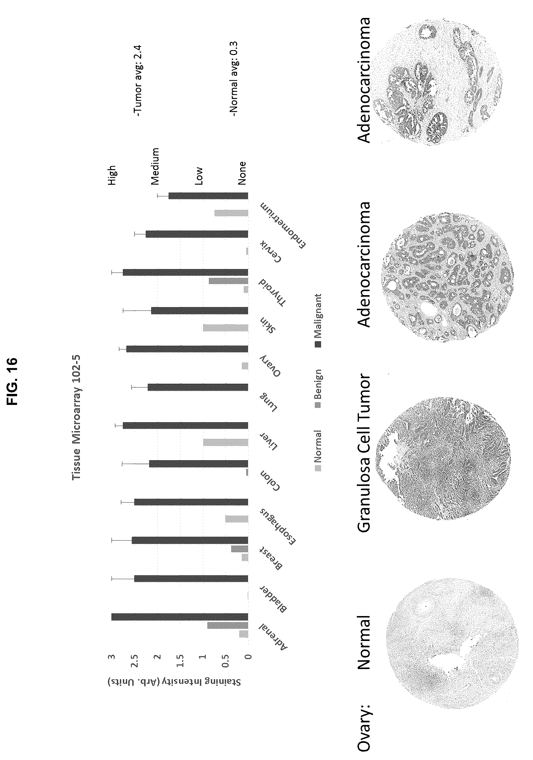 Patent US12129305 Figure 18 – Targeting CLPTM1L for treatment and prevention of cancer