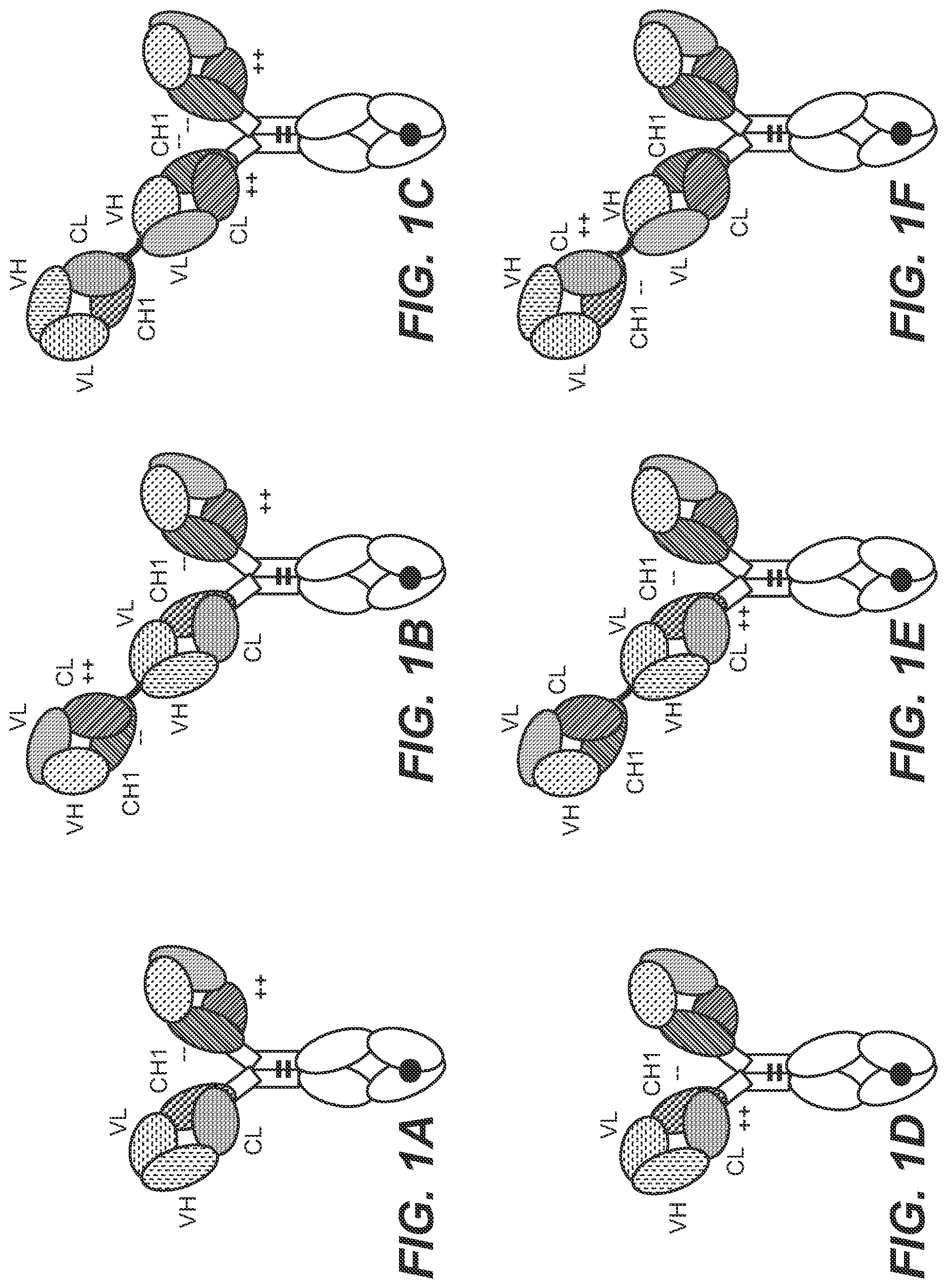 Patent US12129306 — Antibodies binding to STEAP-1 — Figure 1